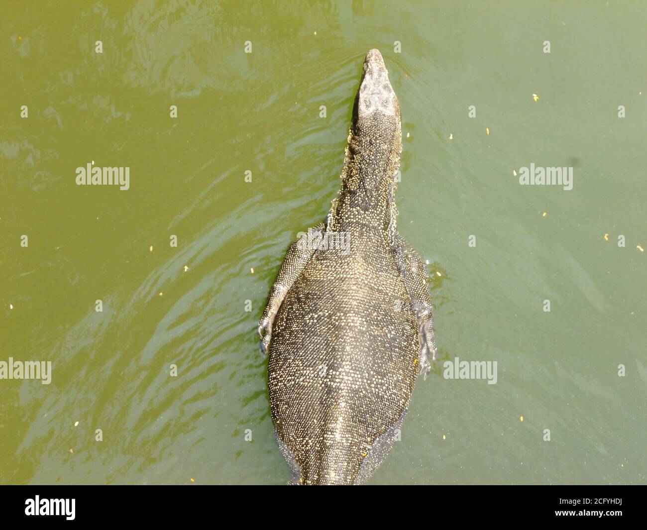 water monitor lizard swimming in lake Stock Photo Alamy