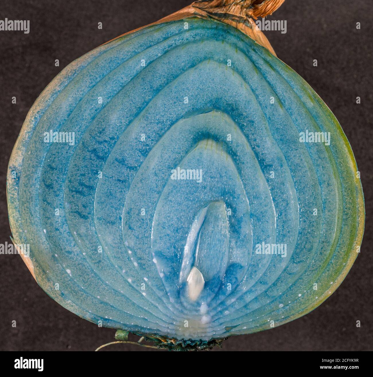 Cross Section Of Onion High Resolution Stock Photography and Images - Alamy