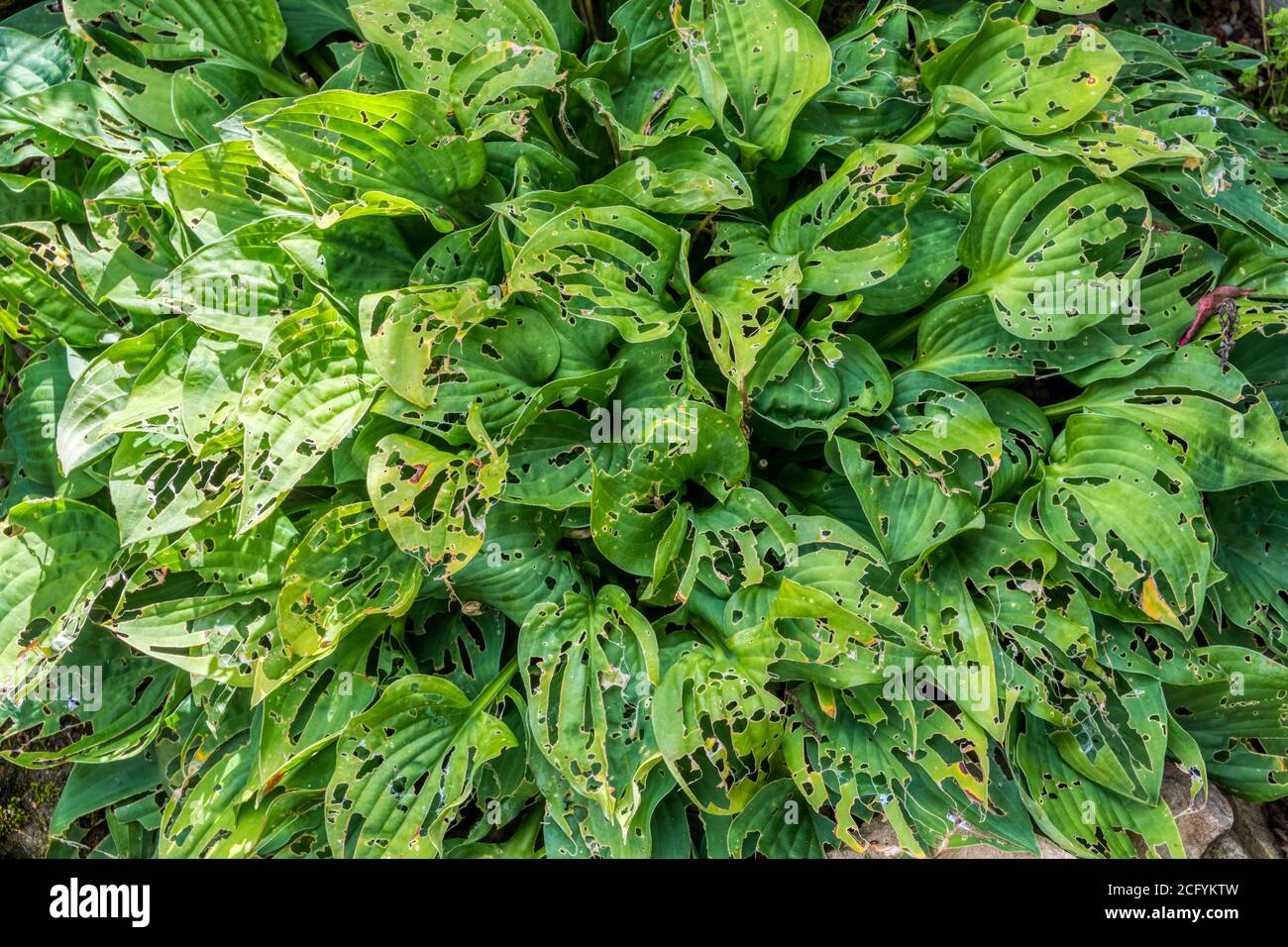 Leaves of a hosta plant eaten by garden slugs. Stock Photo