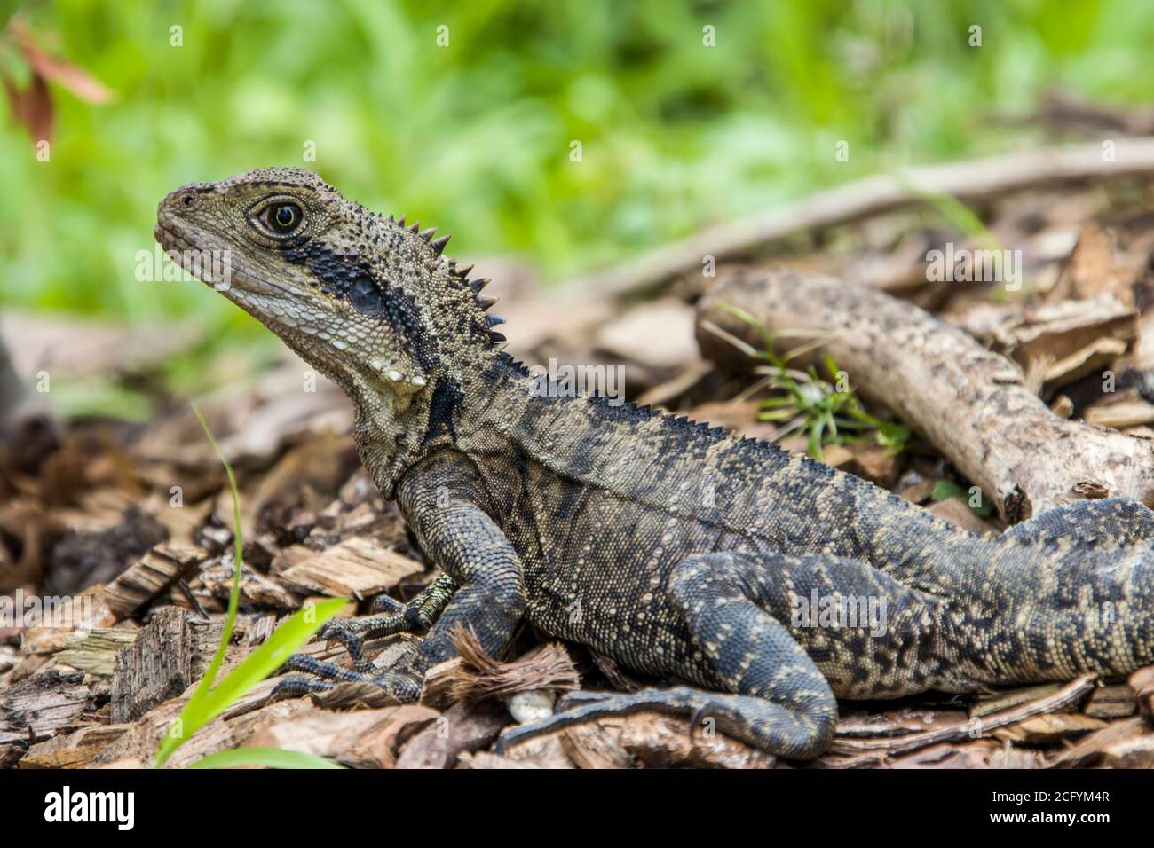 The Australian water dragon (Intellagama lesueurii, formerly Physignathus lesueurii ) is an arboreal agamid species native to eastern Australia. Stock Photo