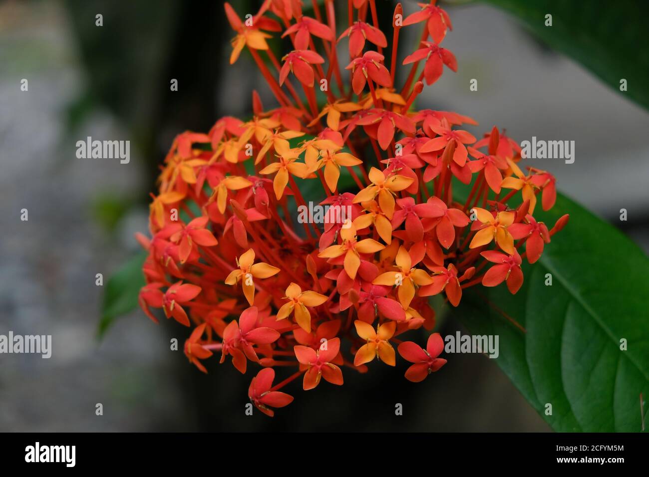 Ixora is a genus of flowering plants in the family Rubiaceae. This genus consists of evergreen trees and tropical shrubs and has around 562 species. Stock Photo