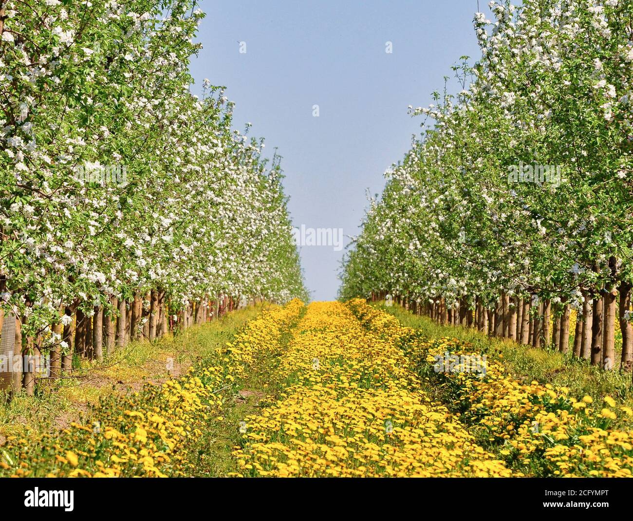 Apple orchard in spring in bloom. Between the rows of flowering trees a field of yellow dandelions. Stock Photo