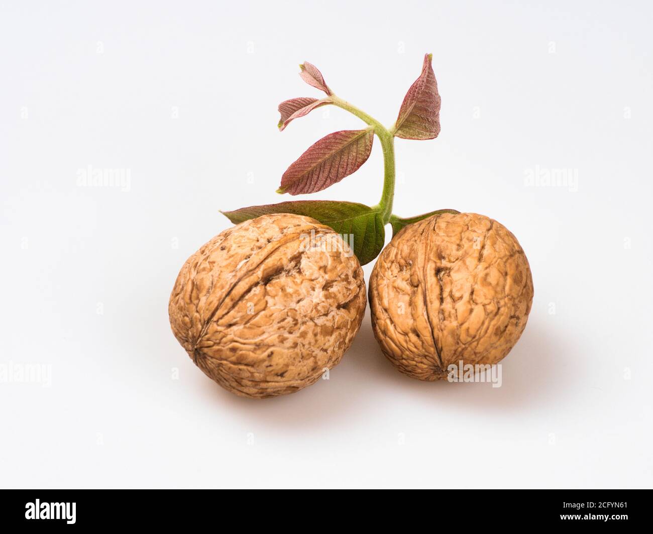 Walnut Sprig Two whole walnuts isolated hi-res stock photography and images - Alamy