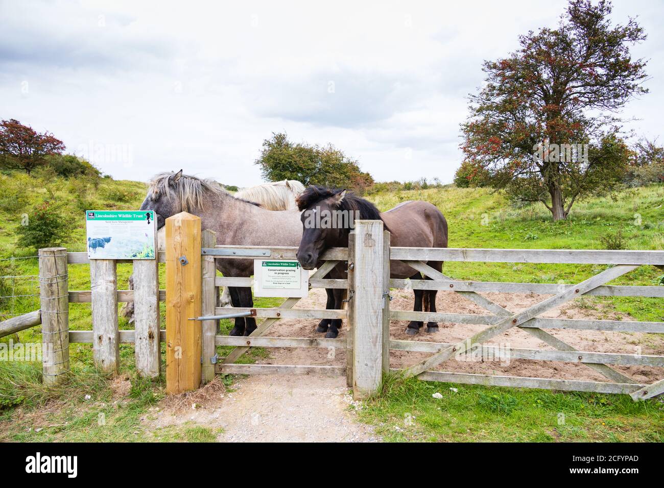 Highland ponies brought in to graze the grasses at Gibraltar point nature Reserve, near Skegness, Lincolnshire, England. Stock Photo