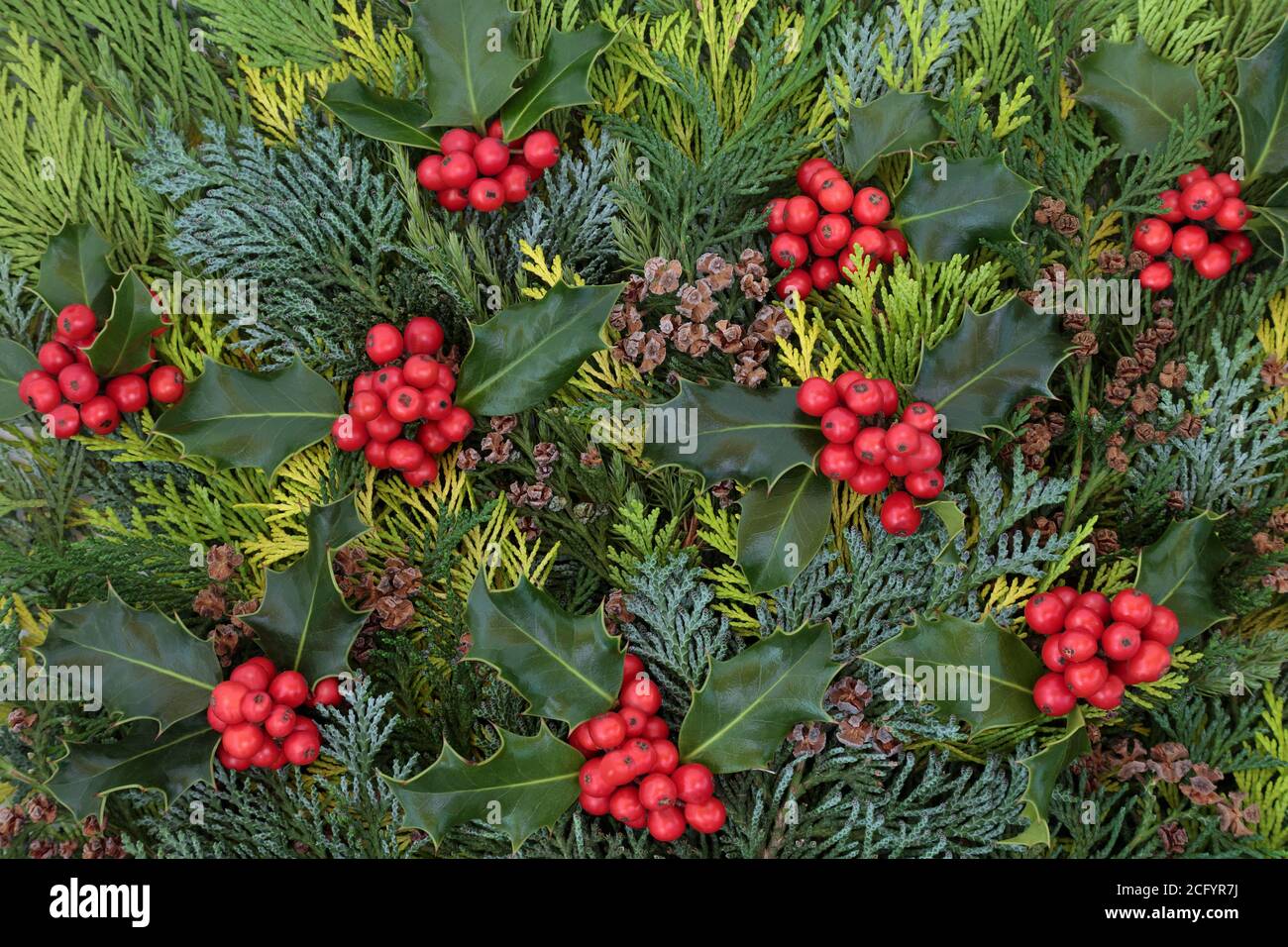 https://c8.alamy.com/comp/2CFYR7J/traditional-winter-holly-berry-evergreen-cedar-cypress-fir-leaf-background-with-small-pine-cones-natural-greenery-for-the-solstice-christmas-and-n-2CFYR7J.jpg