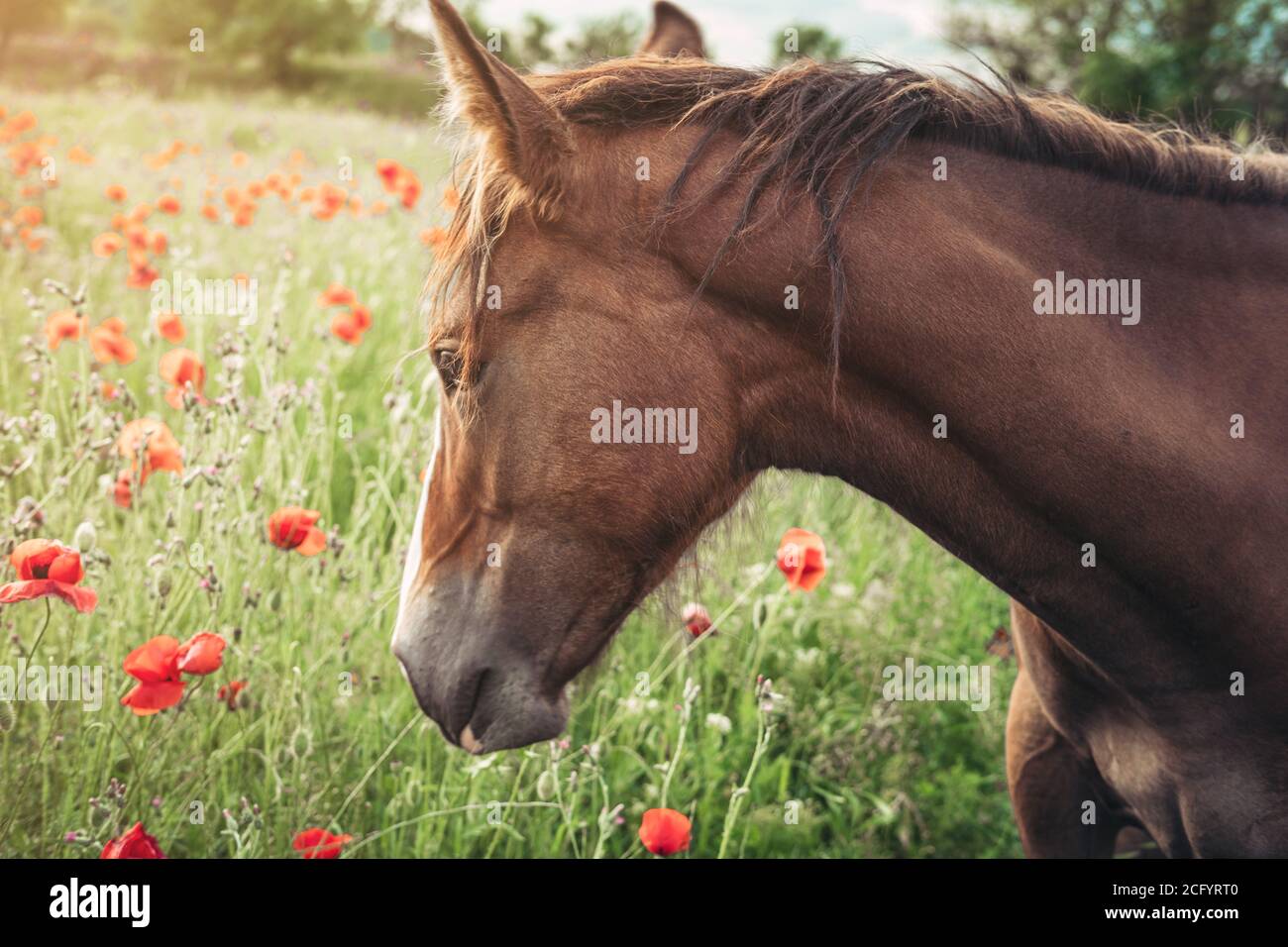 Beautiful red horse with long black mane in spring field with poppy ...