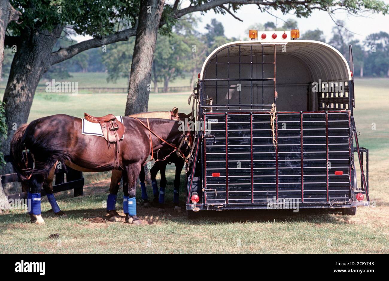 POLO HORSES BOXES, LEXINGTON, KENTUCKY, USA, 1980s Stock Photo