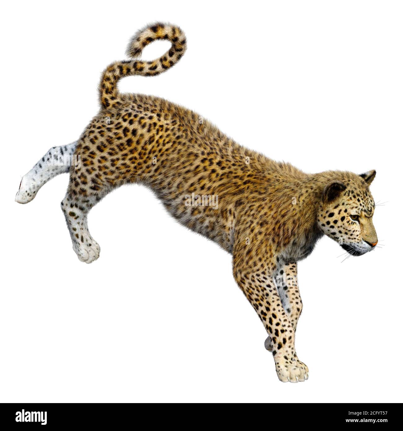 3D rendering of a big cat leopard isolated on white background Stock ...