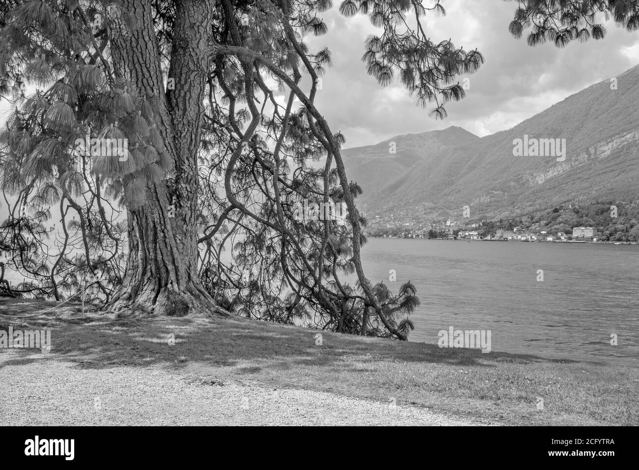 Bellagio - The old mediterranean pine on the waterfront of Como lake. Stock Photo