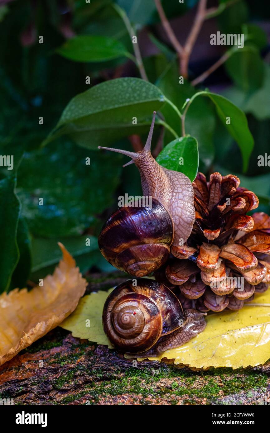 Large snail on a tree branch. Burgudian, grape or Roman edible snail from the Helicidae family. Stock Photo