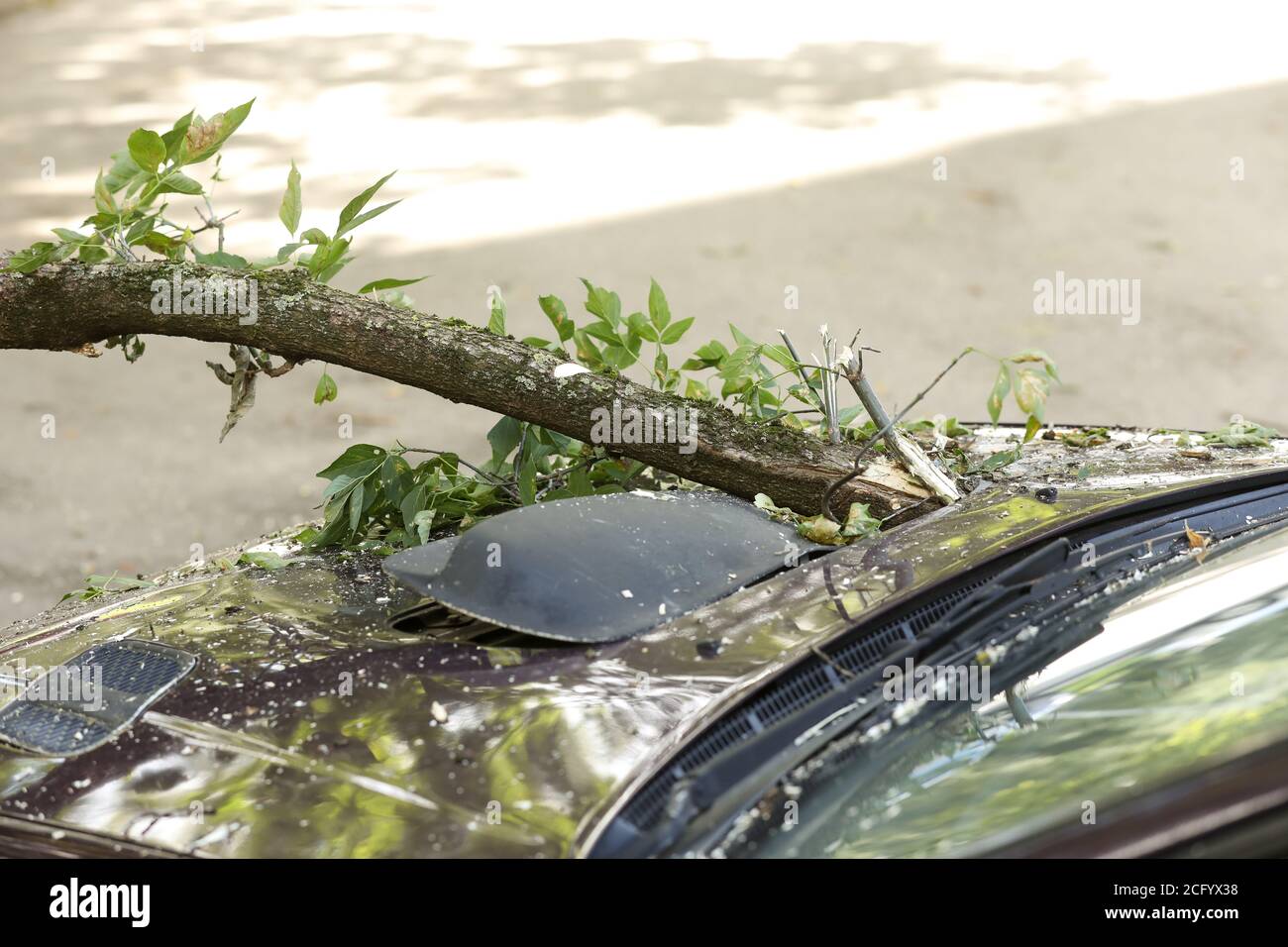 A tree fell on the car due to strong wind. Broken vehicle after the ...