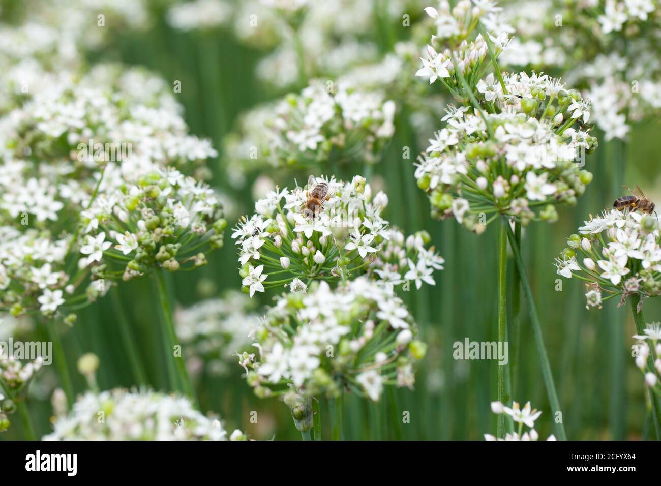 High resolution image of an insect foraging on Himalayan Chinese Chives / Allium tuberosum Stock Photo