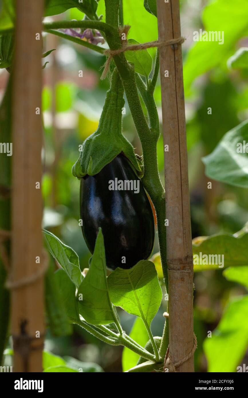 Aubergines growing hires stock photography and images Alamy