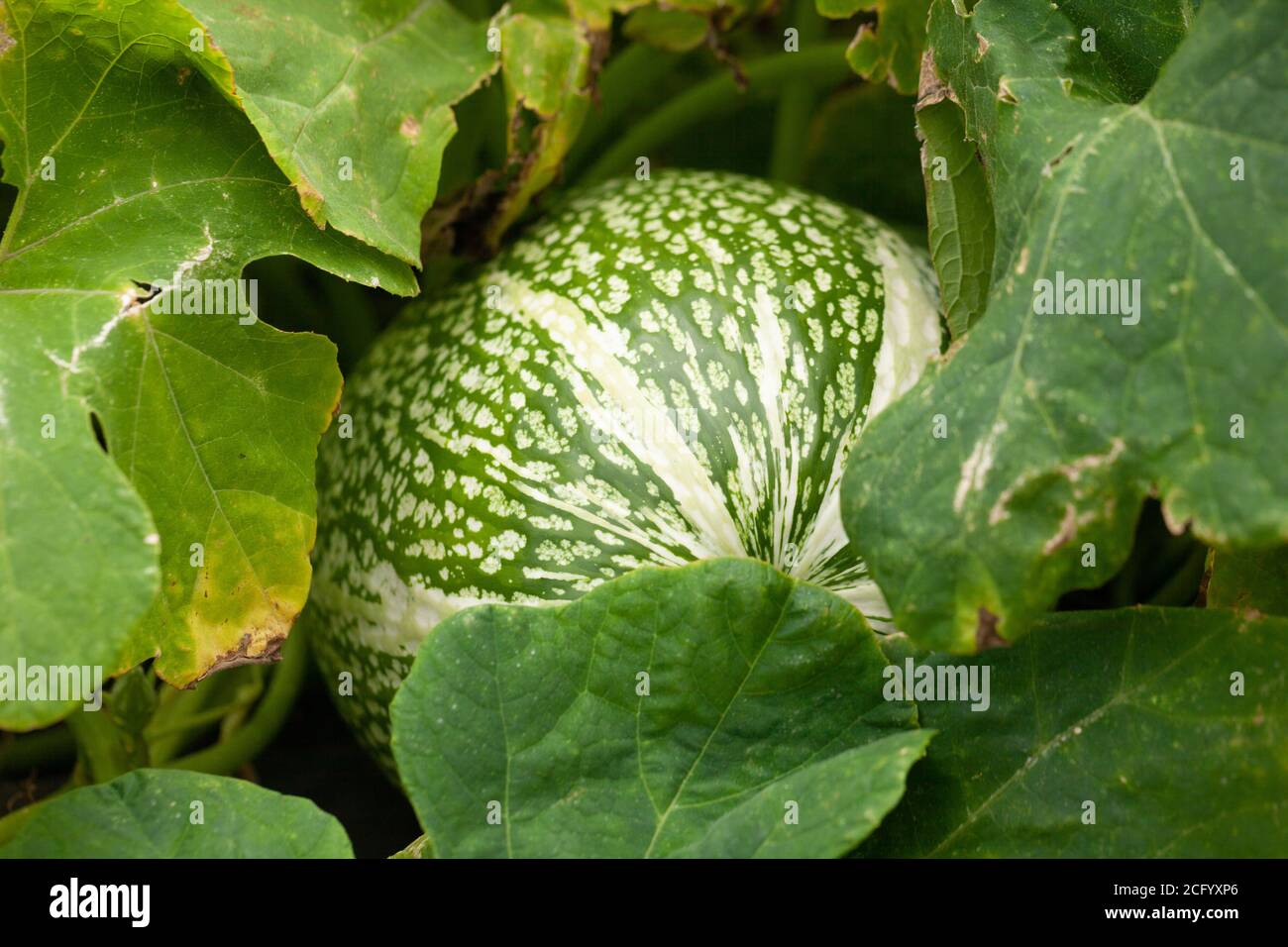 View of Shark Fin Melon / Cucurbita ficifolia / Gardening /Healthy eating / Sustainable Living concept Stock Photo