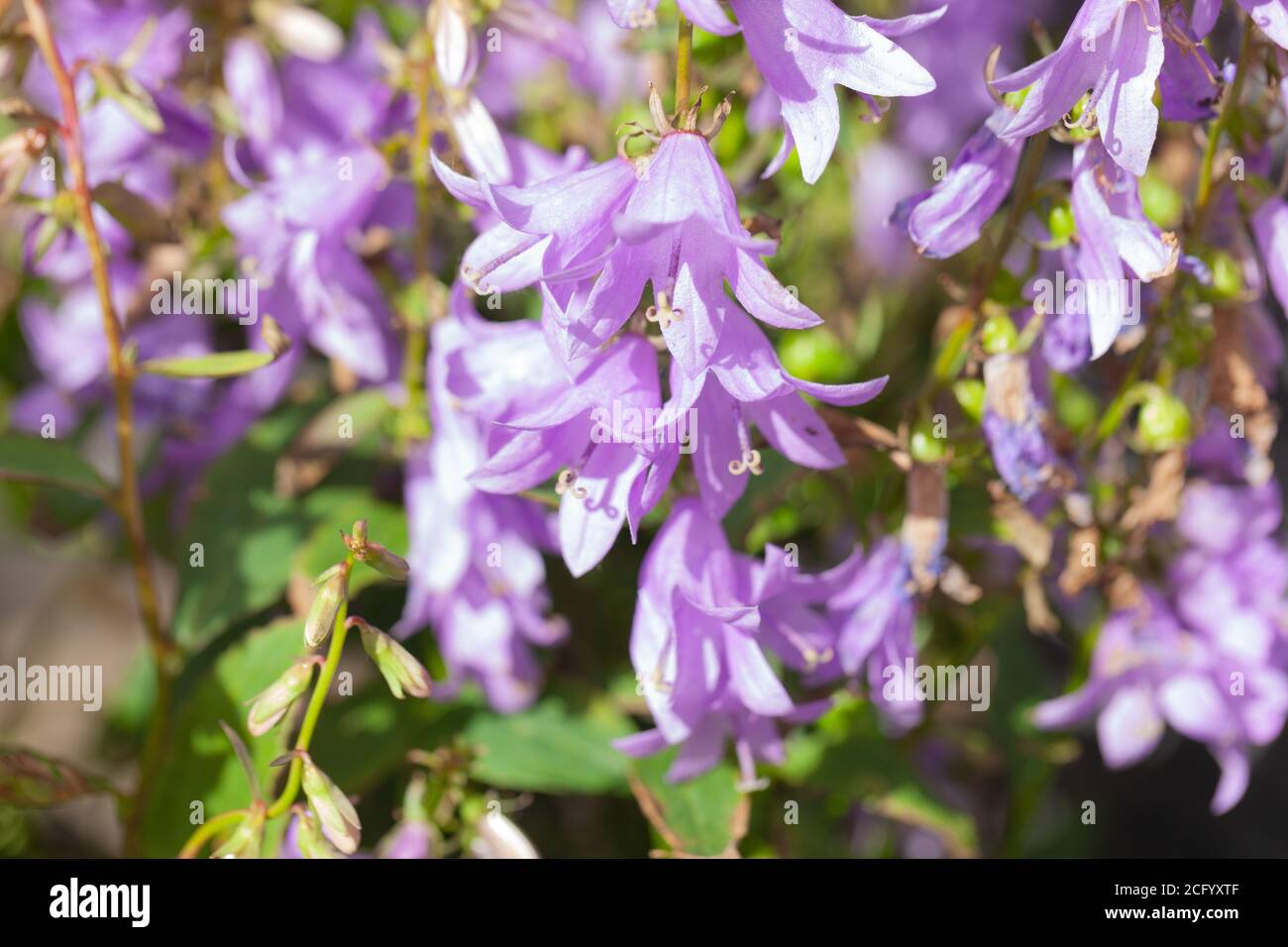 Close-up of Purple Bellflower Adenophora Fairybells Stock Photo