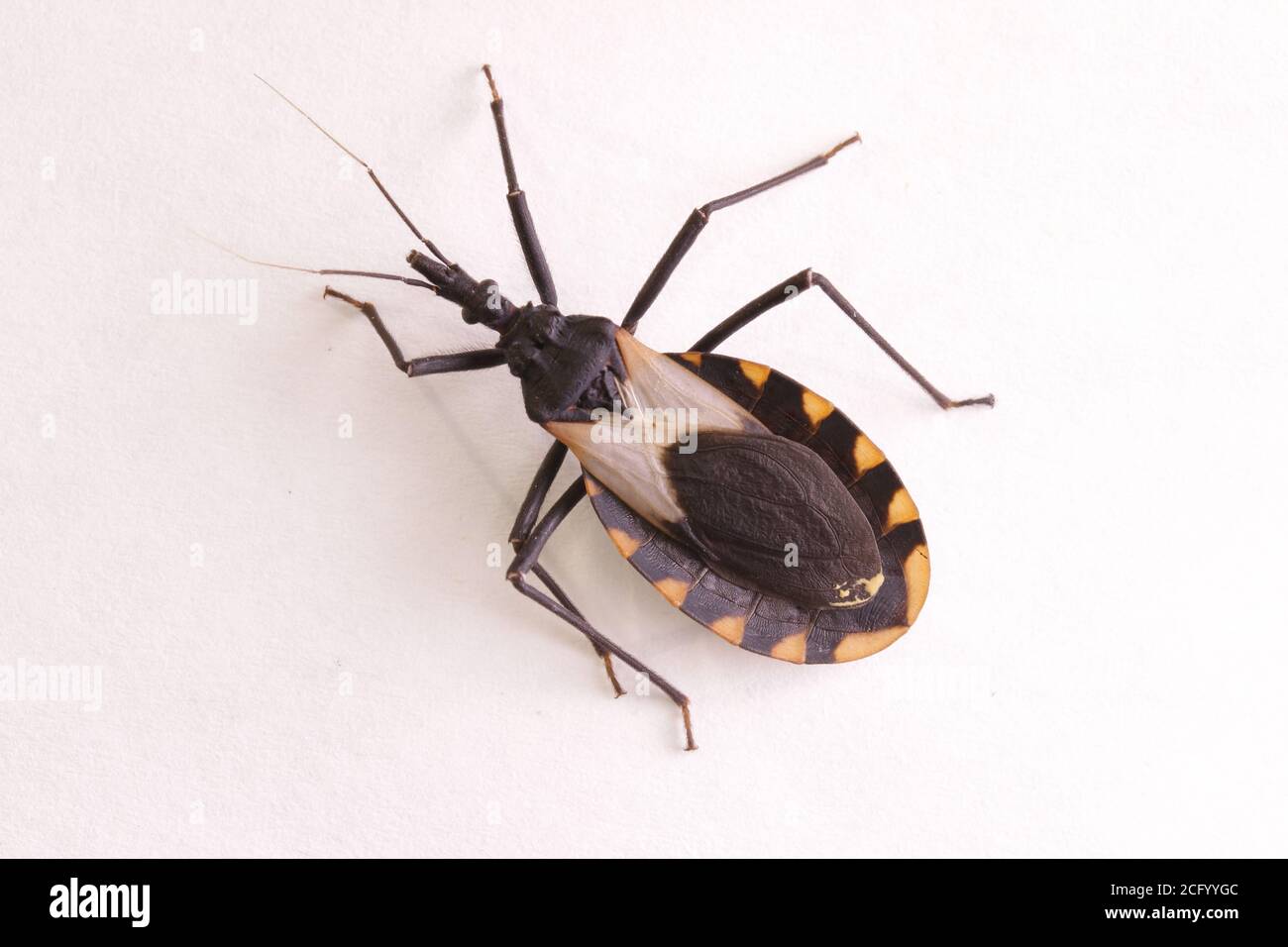 Kissing bug chagas disease vector triatomine; human health emerging