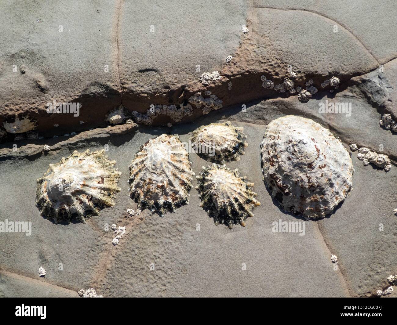 close up of limpets attached to a rock Stock Photo