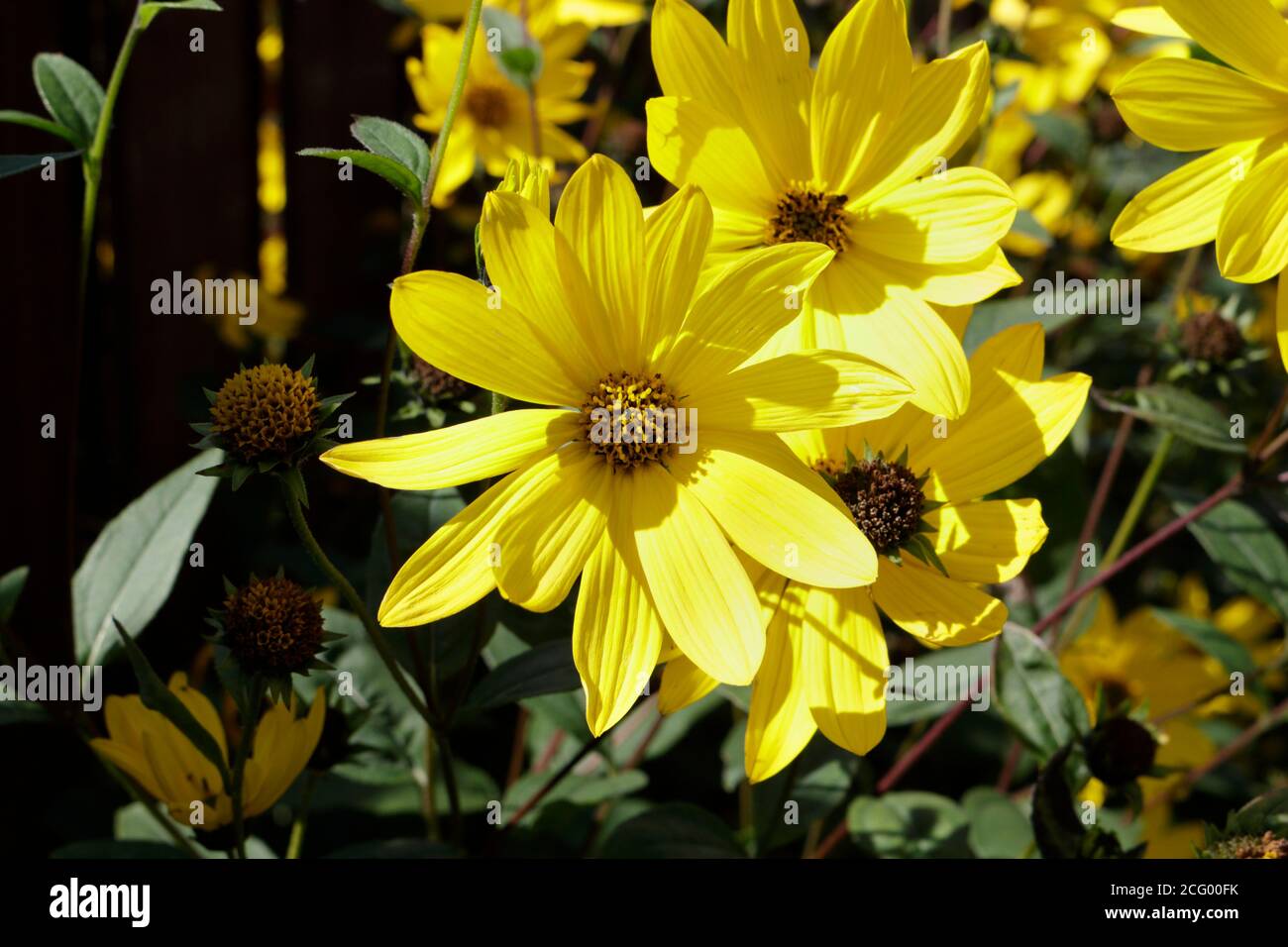 Lemon yellow bloom hires stock photography and images Alamy