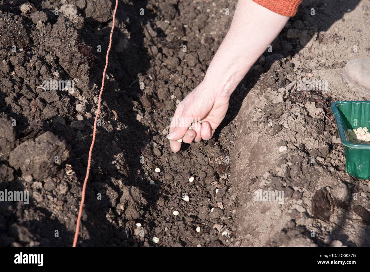 Sowing peas, Early Onward, in a vegetable garden Stock Photo