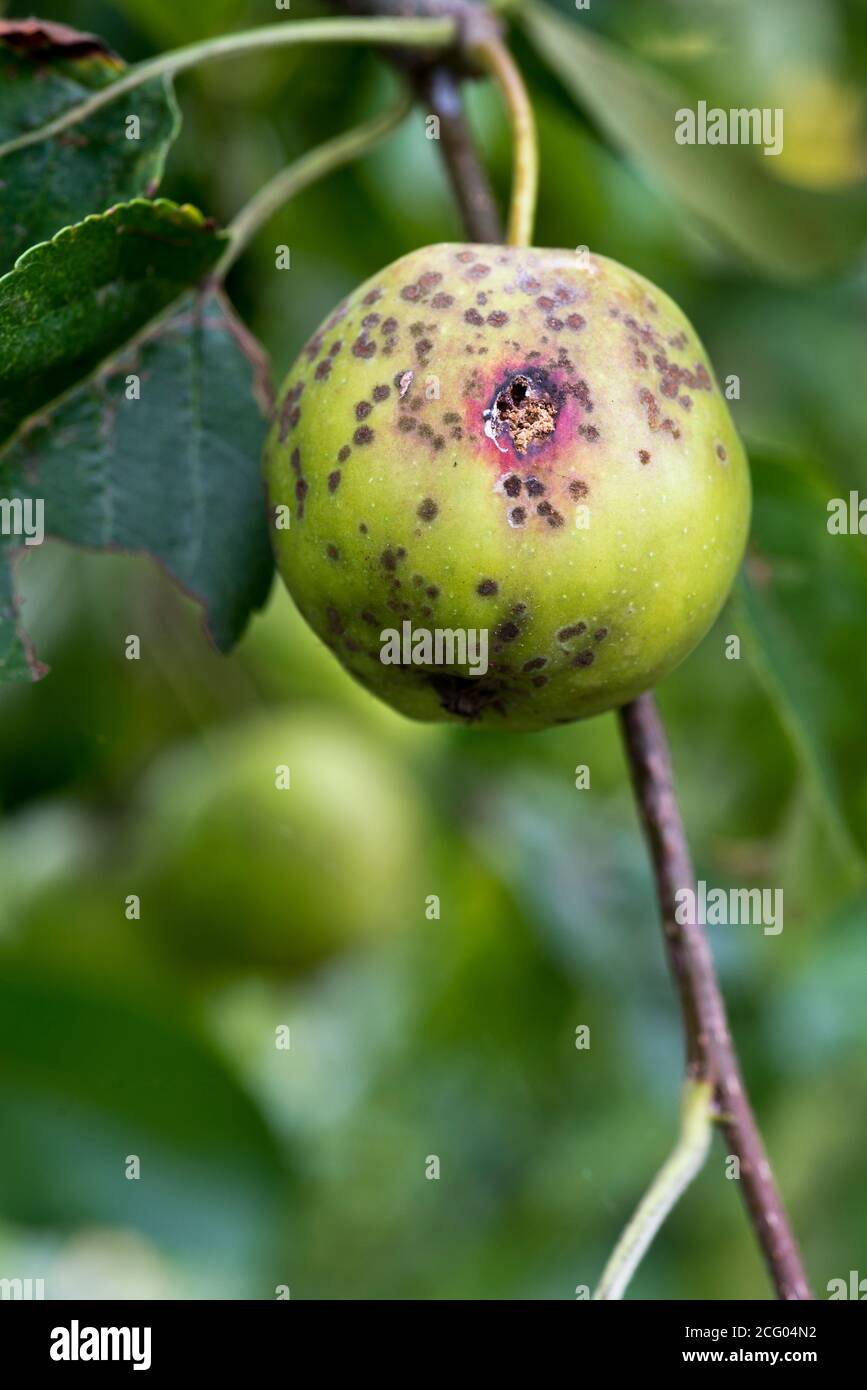 Bitter Pit On Apples Stock Photo Alamy what-is-an-apple-bitter-pit-by-ahmadreza-goudarzi-on-prezi