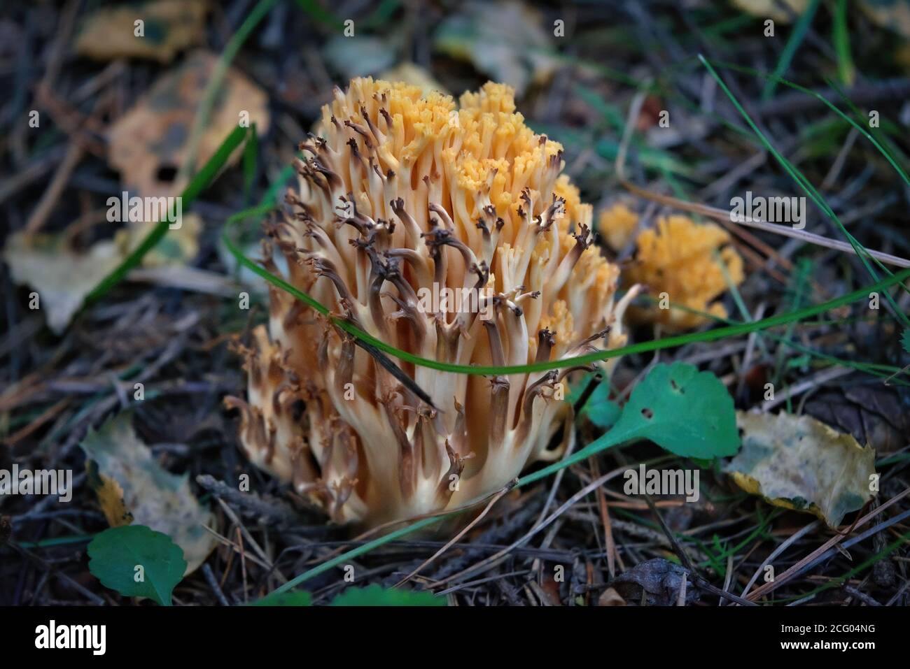 Mushroom Ramaria flava grow in wood. Beautiful little fresh healthy edible plants. Stock Photo