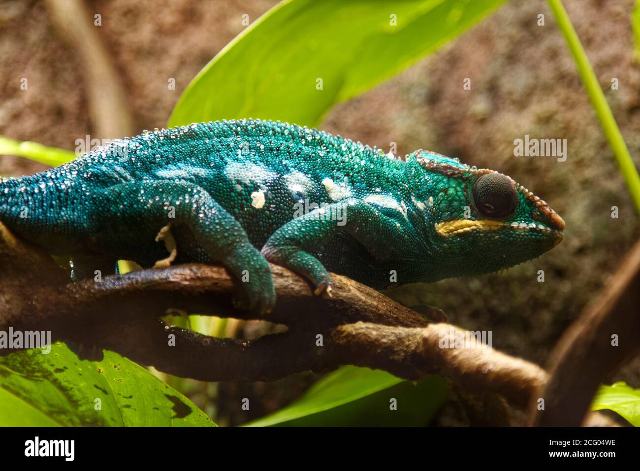 Chameleon; on branch, green, bulging eye, rough skin, wildlife, animal, lizard species; Bermuda Aquarium; Museum; Zoo; Flatts Village; Bermuda Stock Photo