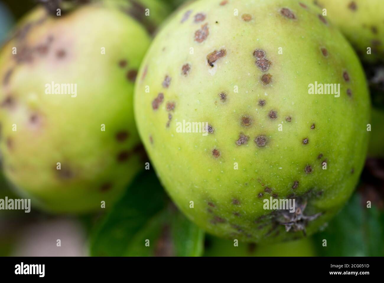 Apple Fruit Disease High Resolution Stock Photography and Images Alamy
