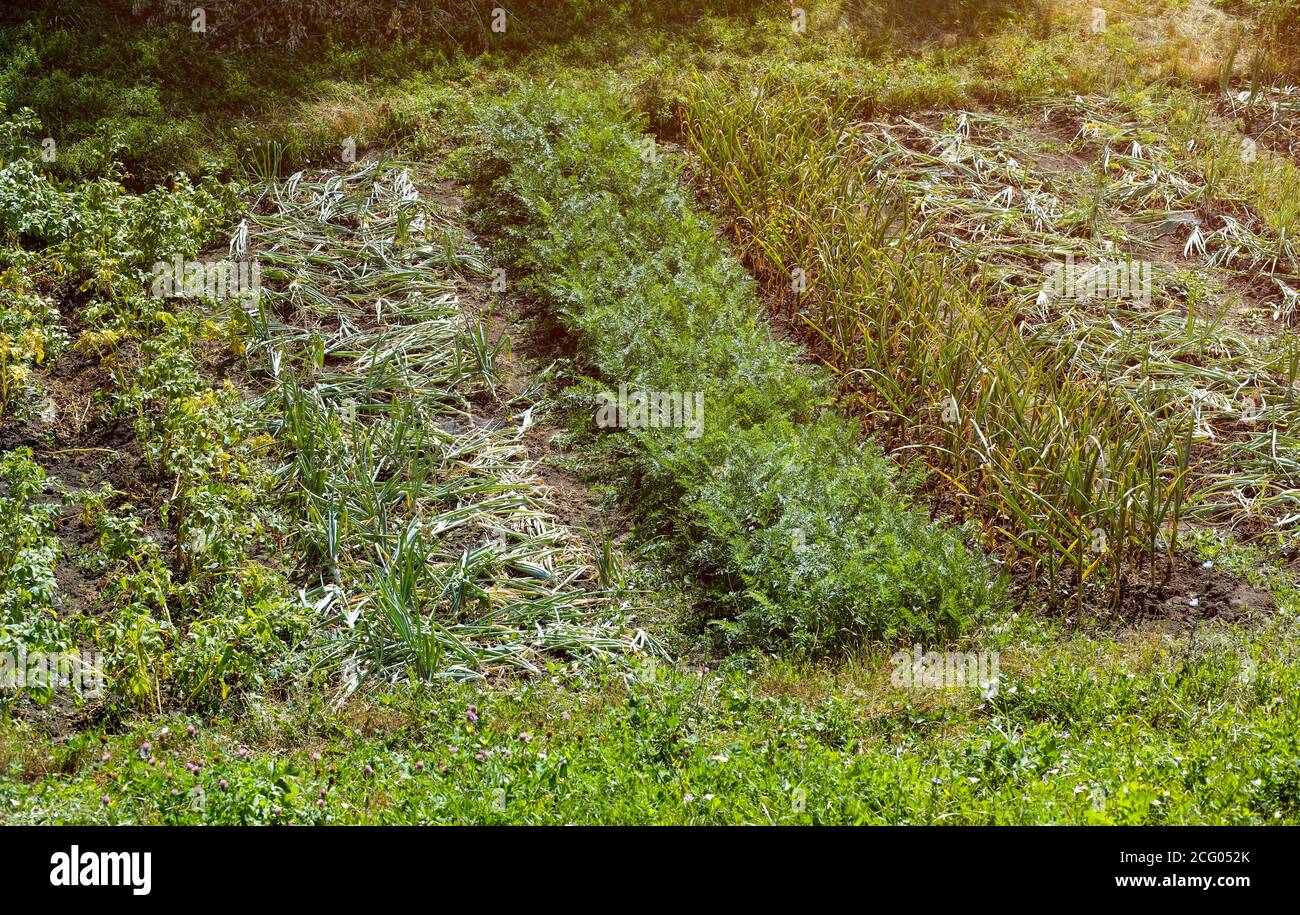 Vegetable garden in summer day. Onions, carrots, potatoes and garlics