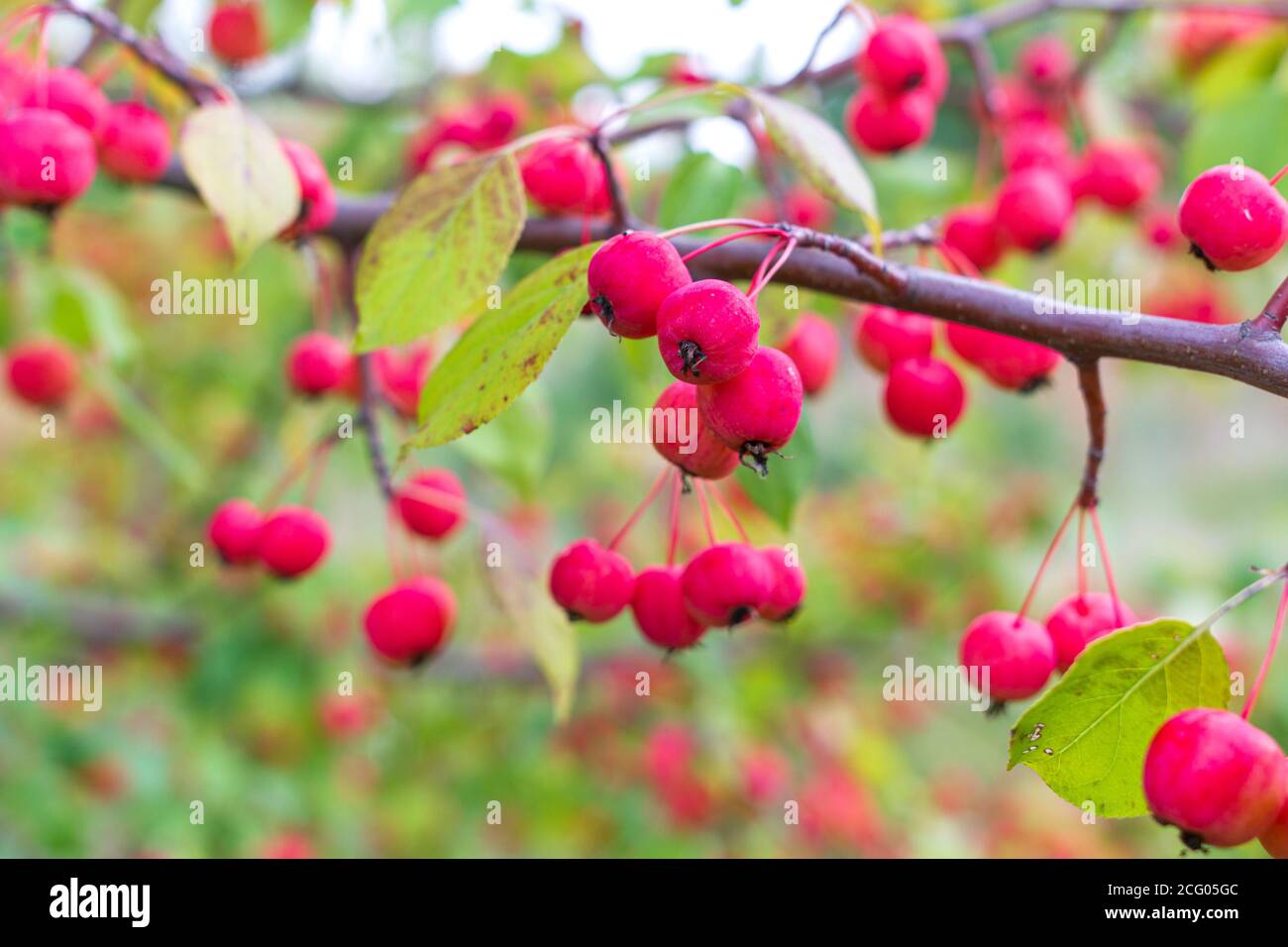 Ripe wild apples on a branch Stock Photo