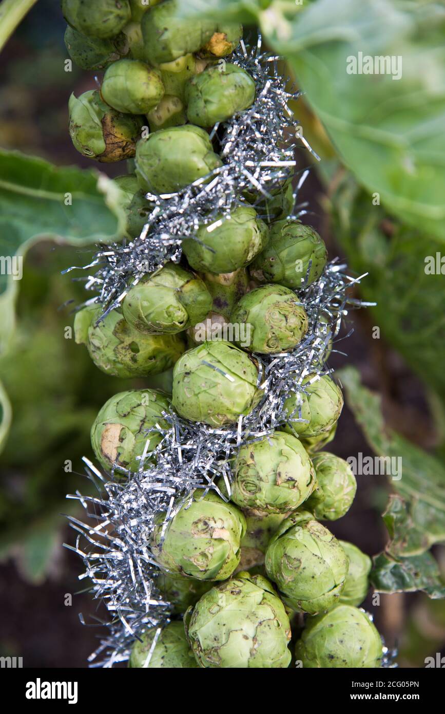 Christmas brussel sprouts dressd in silver tinsel Stock Photo