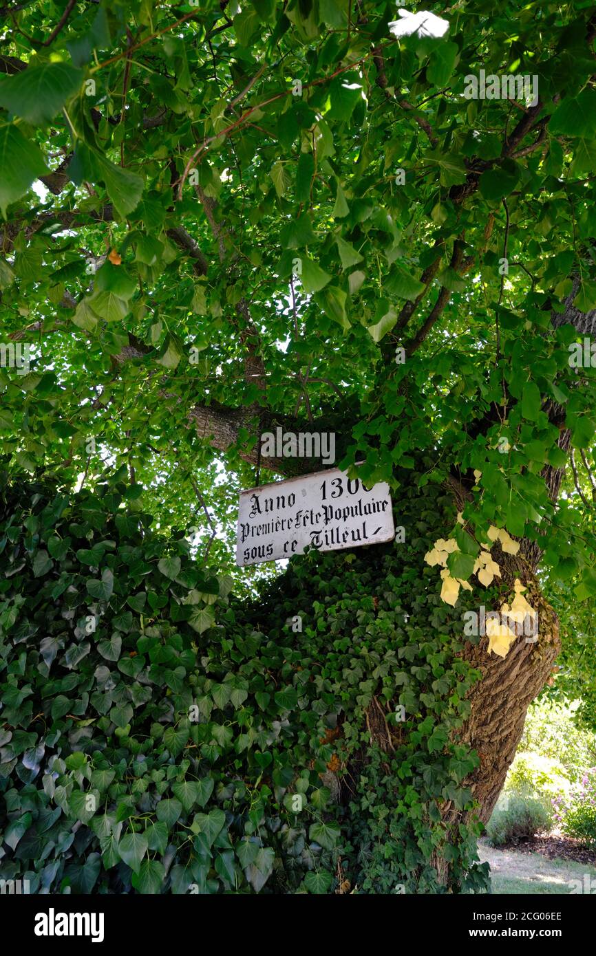 France, Haut Rhin, Bergheim, public garden, the lime tree dated 1300, called the Tilleul de la Danse Stock Photo