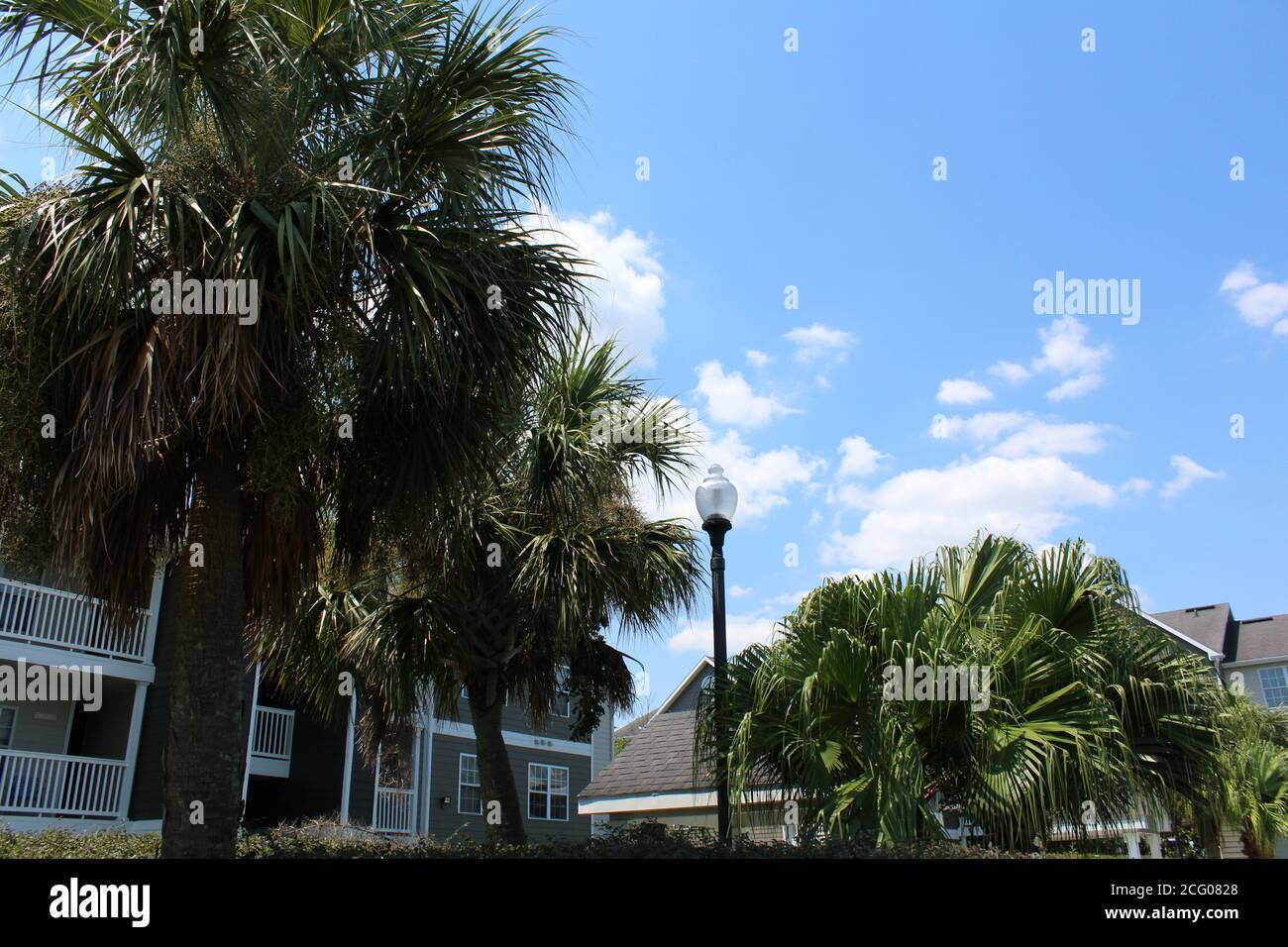 nice palm trees and tropical scenary in southern louisiana Stock Photo