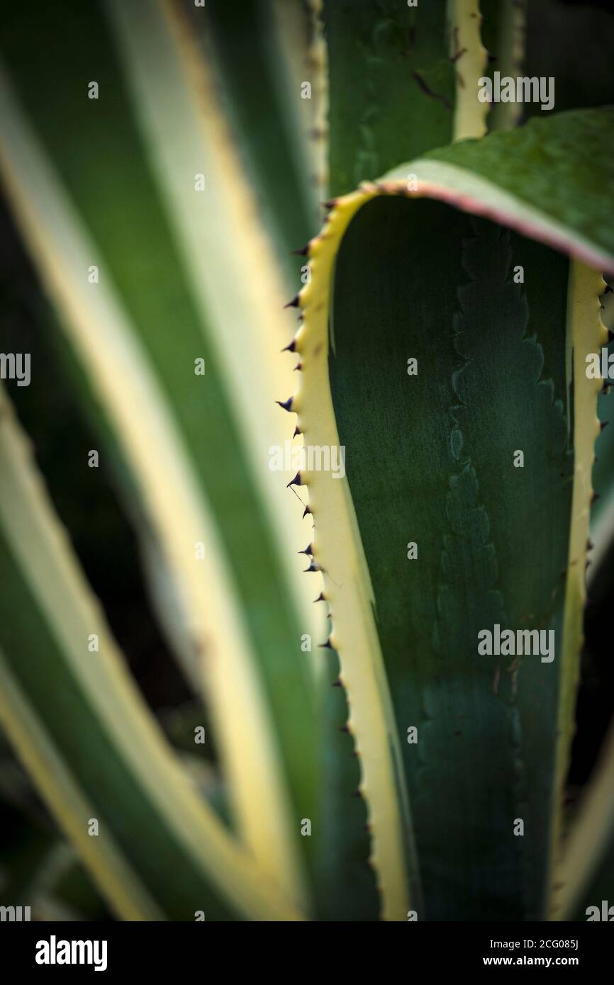 A closeup view of the edge of the spikey leaves of an Agave americana Marginata plant. Stock Photo