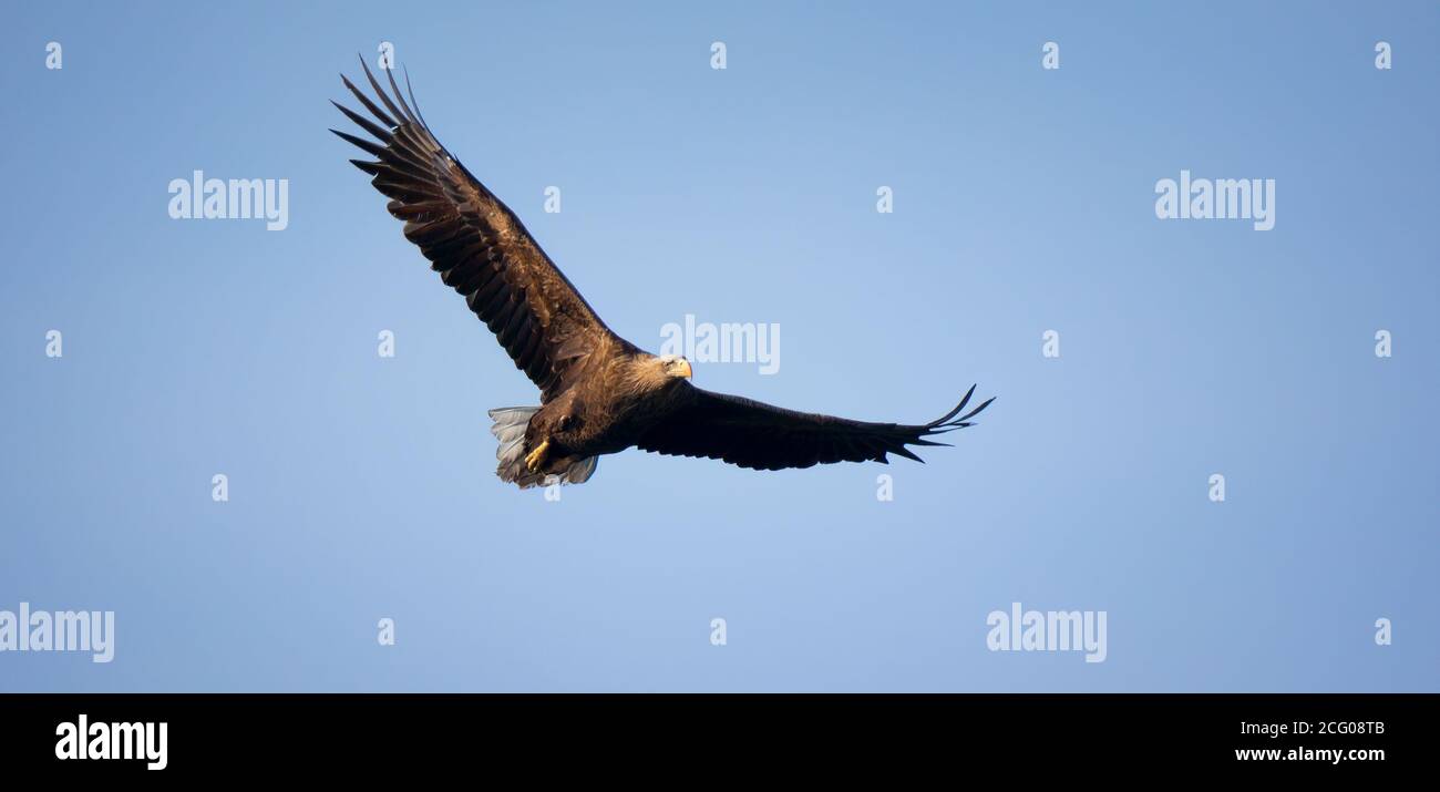 Very nice adult White-tailed eagle in flight, the best photo. Stock Photo