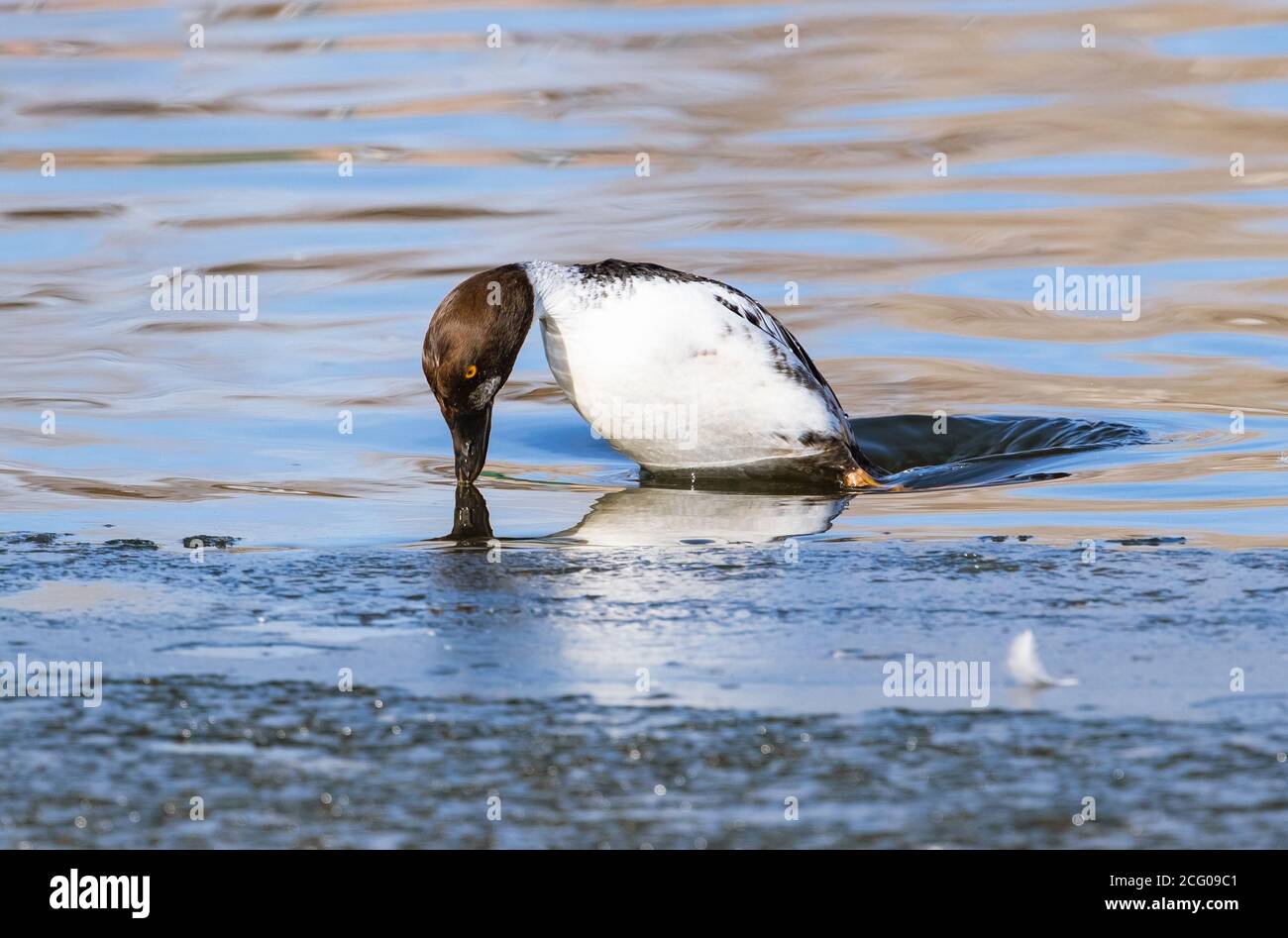 An immature Common Goldeneye diving duck is photographed middive just