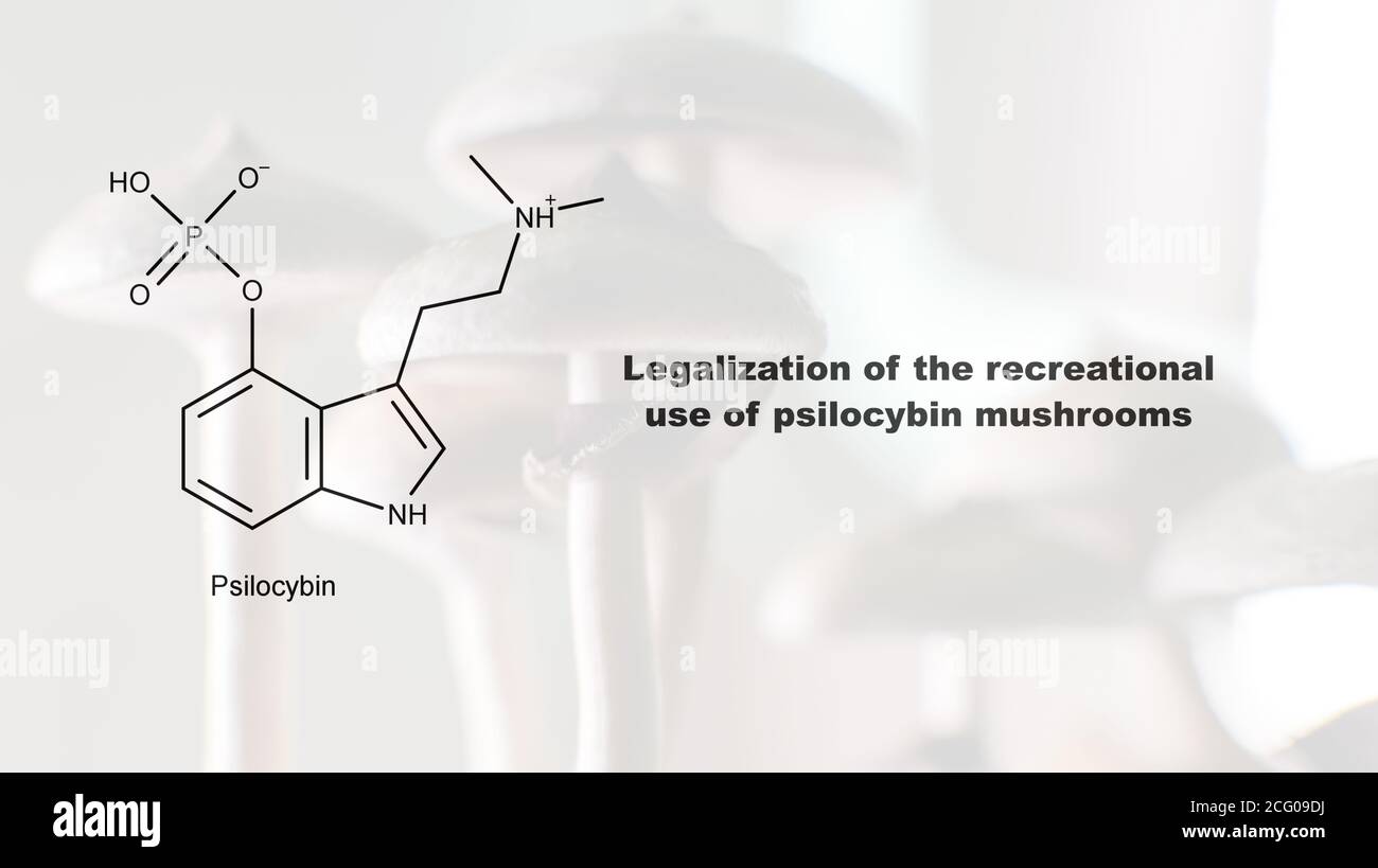 Legalization of the recreational use of psilocybin mushrooms, psilocybin and its effect on the human body Stock Photo