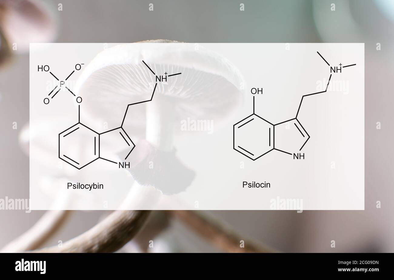 the medical effects of psilocybin and psilocin on the psychological and physical health of people. Legalization of the recreational use of psilocybin Stock Photo