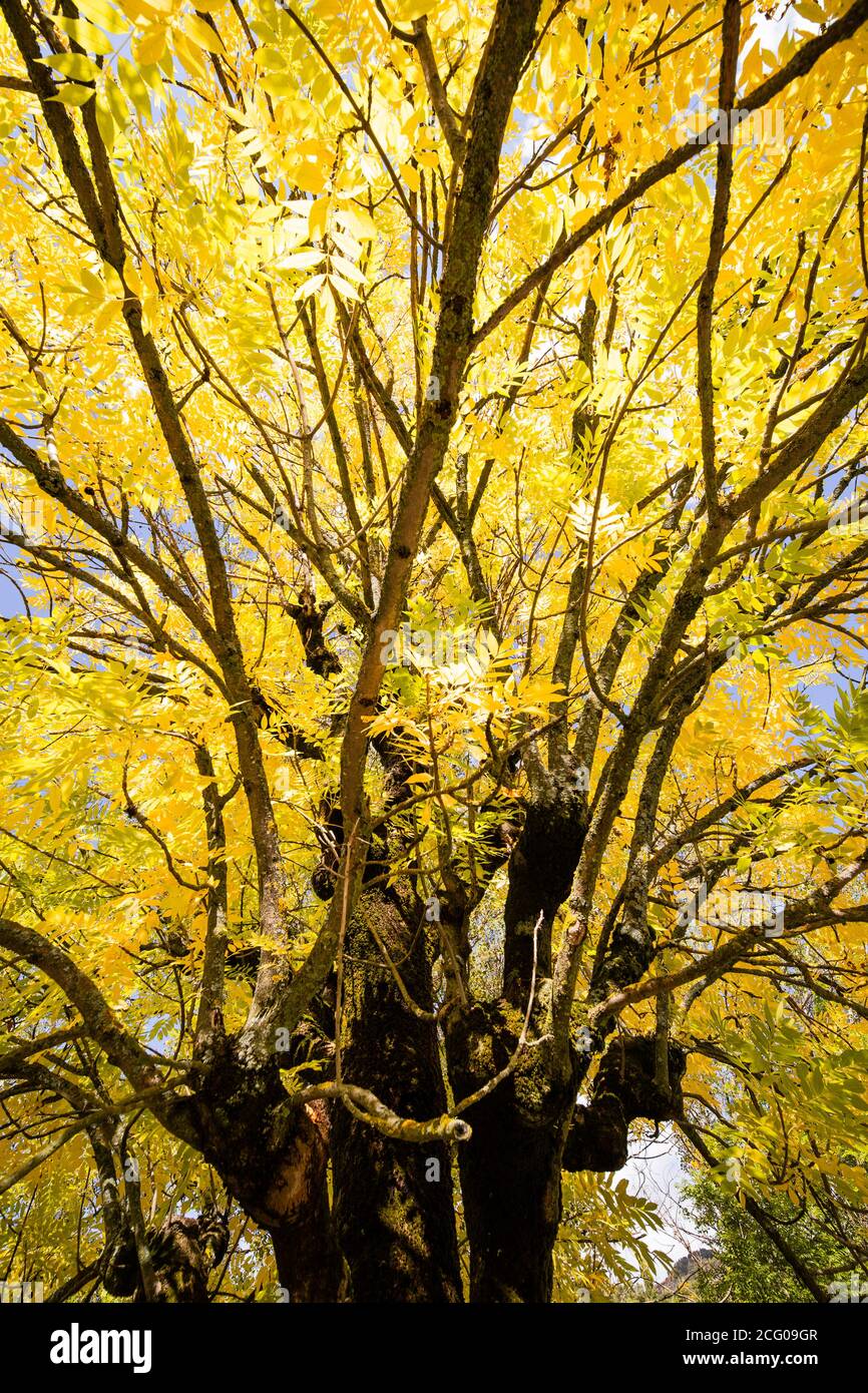 Low angle shooting  of an ash tree top in autumn Stock Photo