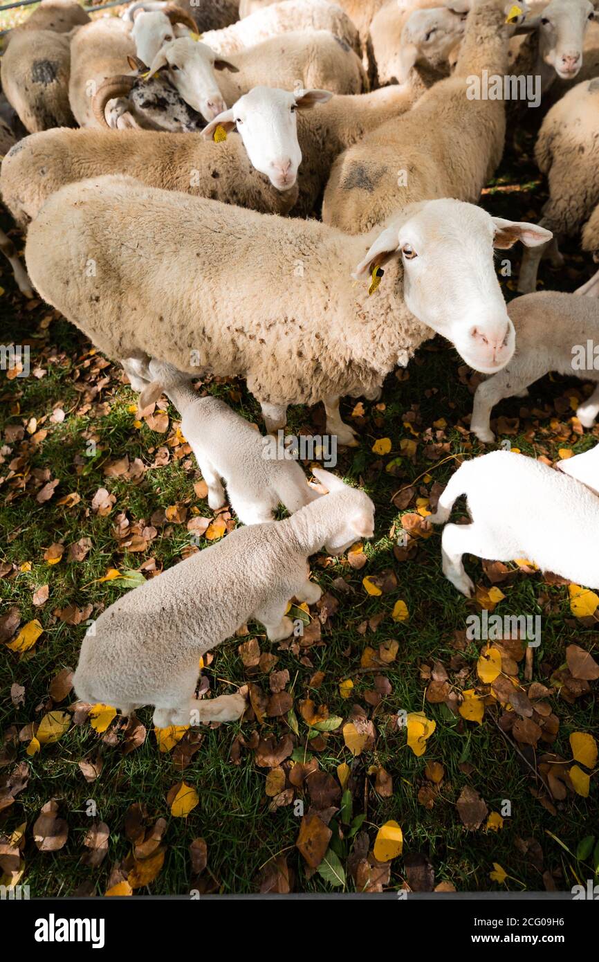 Sheep suckling a lamb in a fence during the fall Stock Photo - Alamy