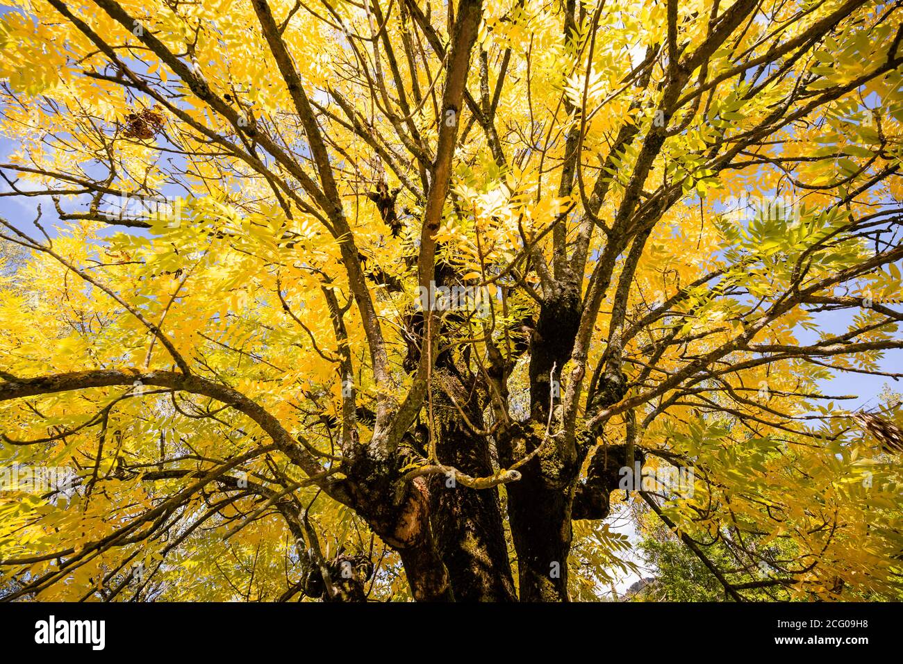 Low angle shooting  of an ash tree top in autumn Stock Photo