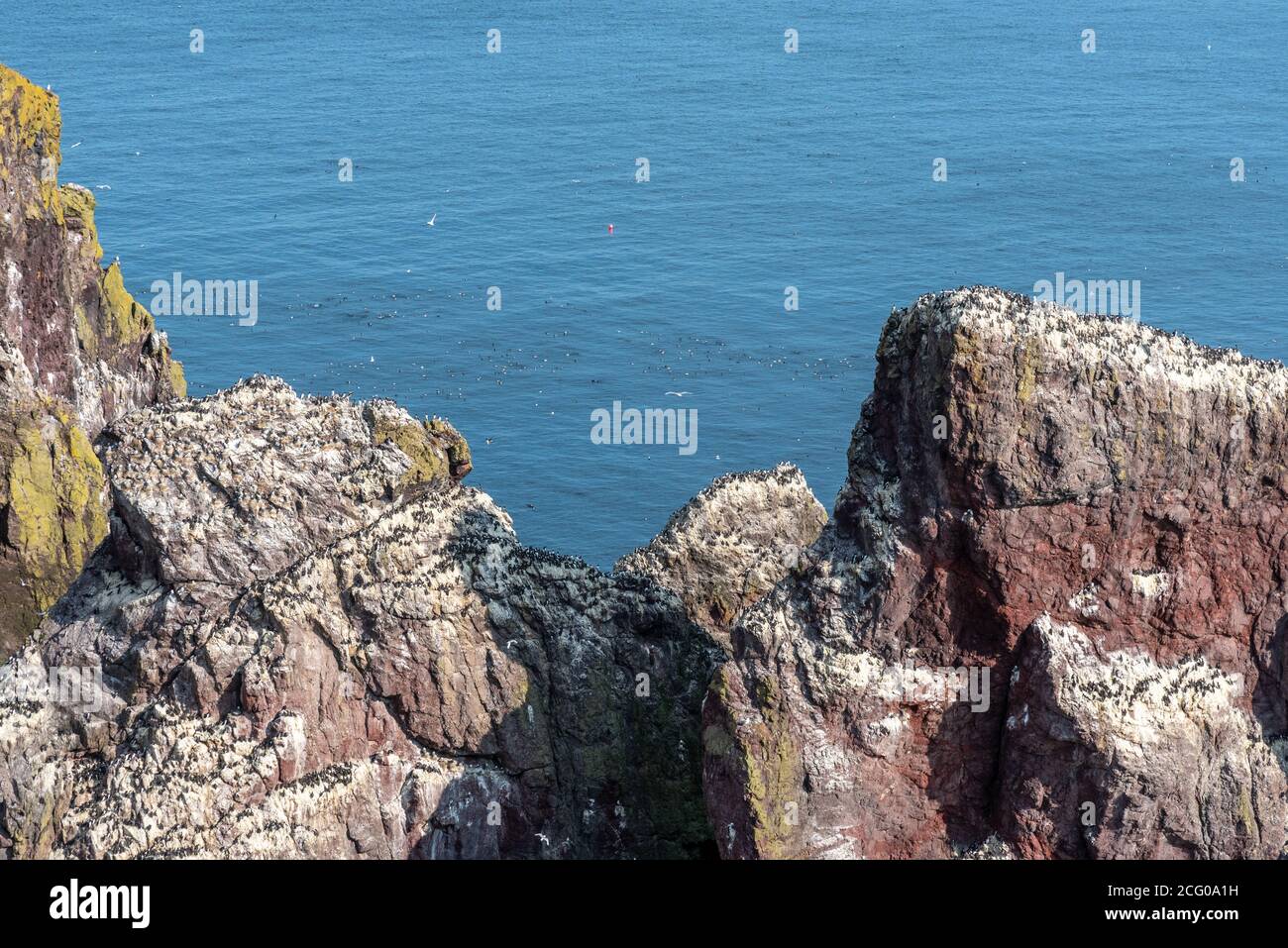 St Abbs coastal path, Scotland Stock Photo