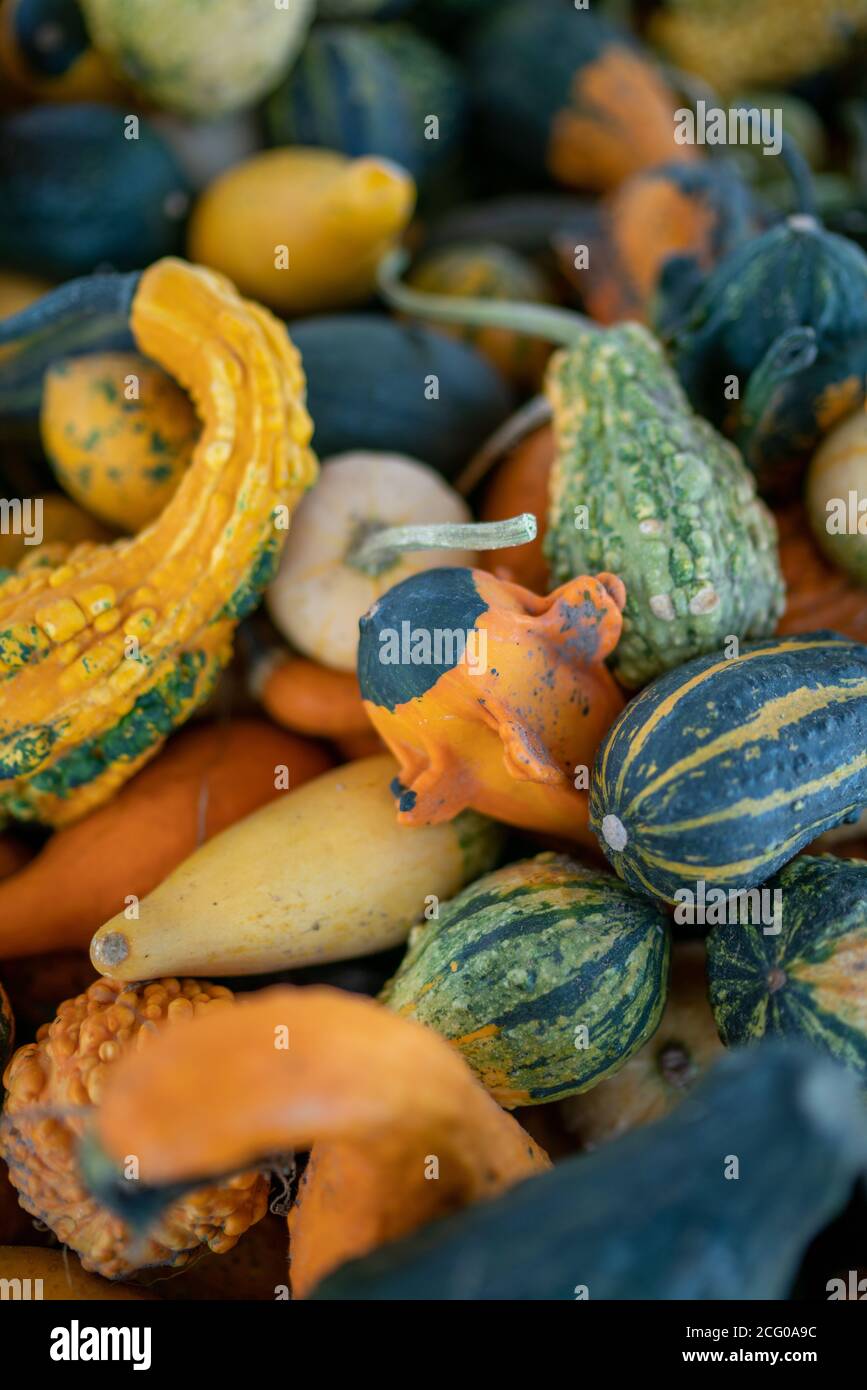 Different Pumpkins on with wings Stock Photo