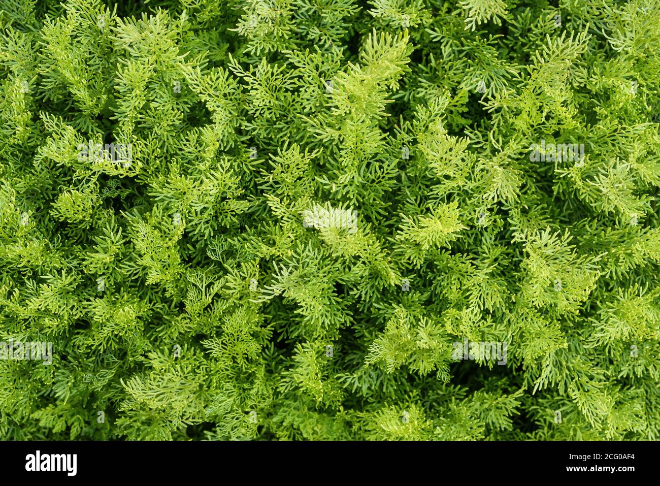 Cryptogramma crispa ( parsley fern)  background Stock Photo