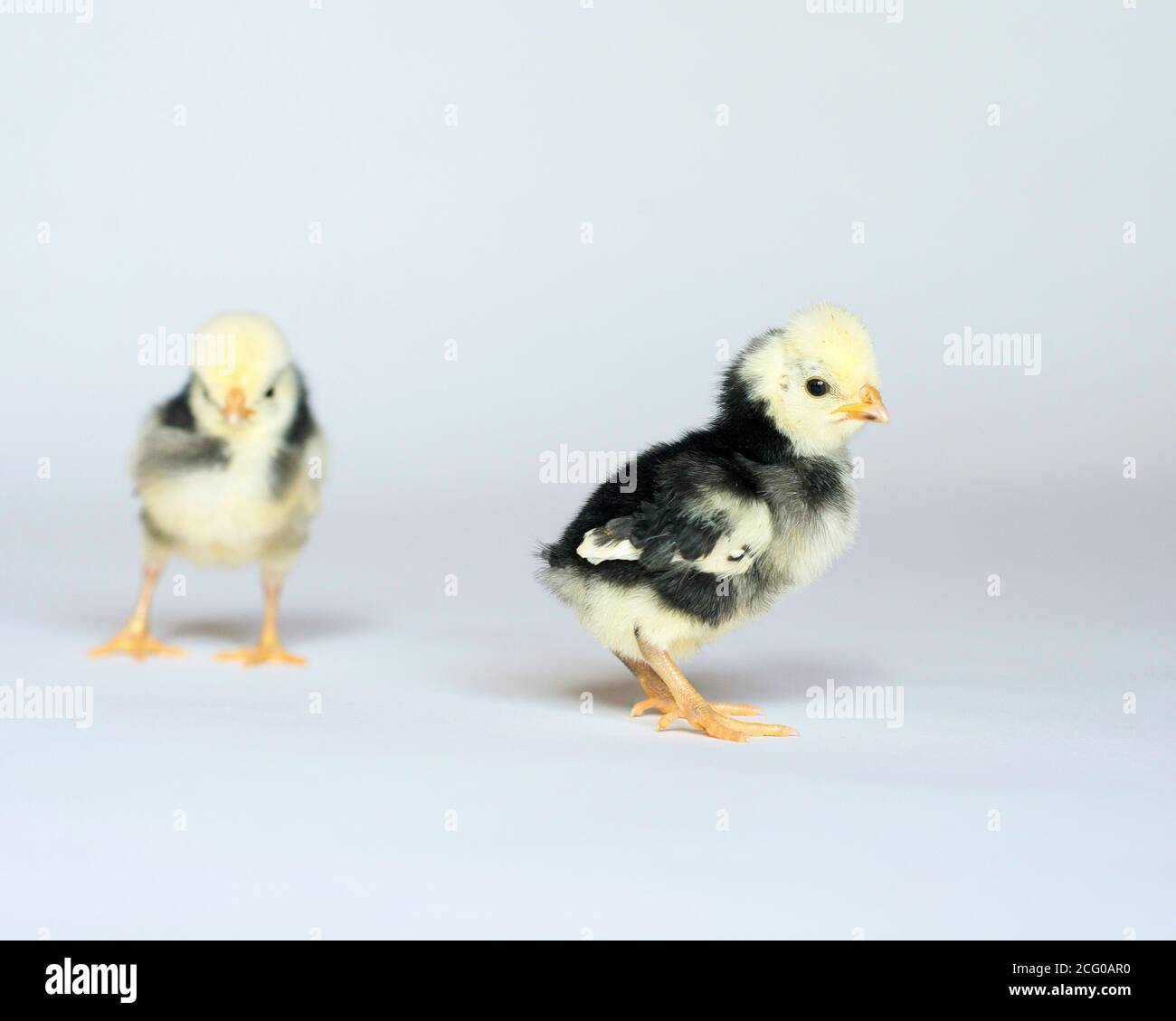 Baby Chicks Fluffy Adorable easter Stock Photo