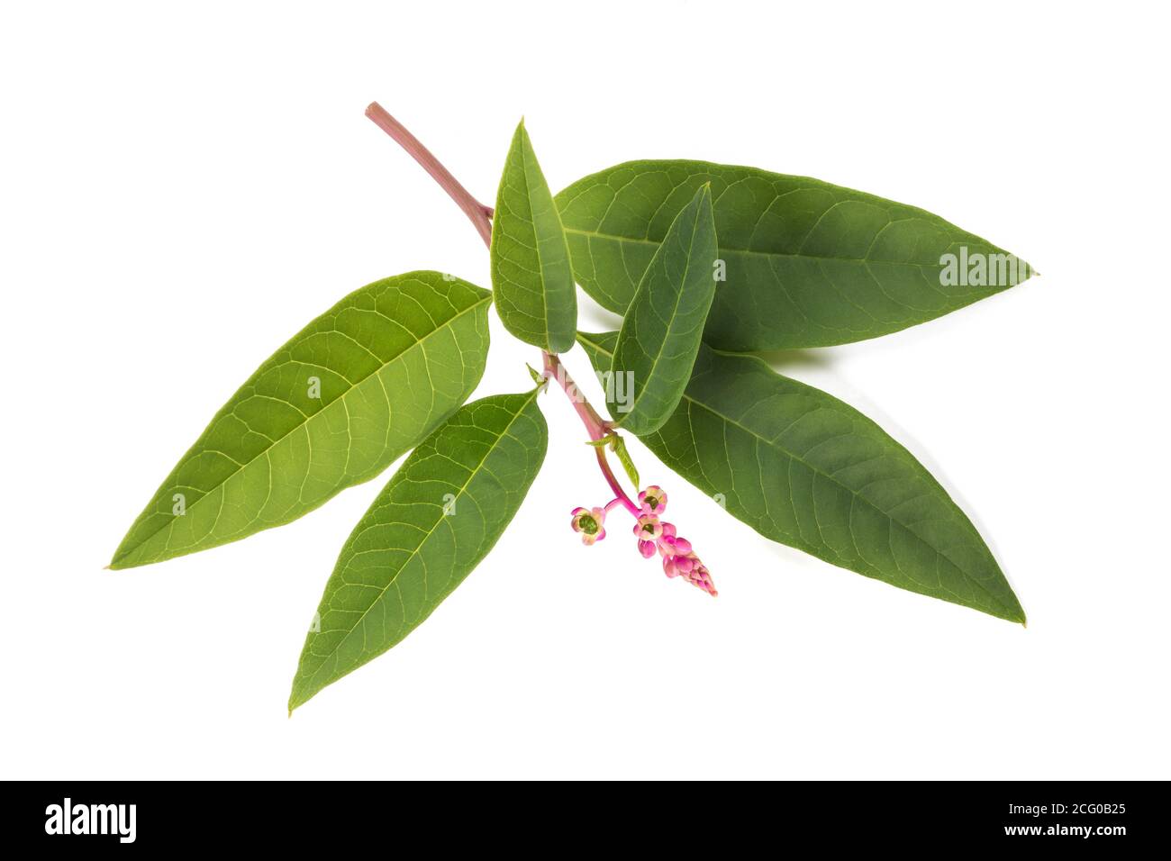 Pokeweed (phytolacca americana) isolated on white background Stock Photo