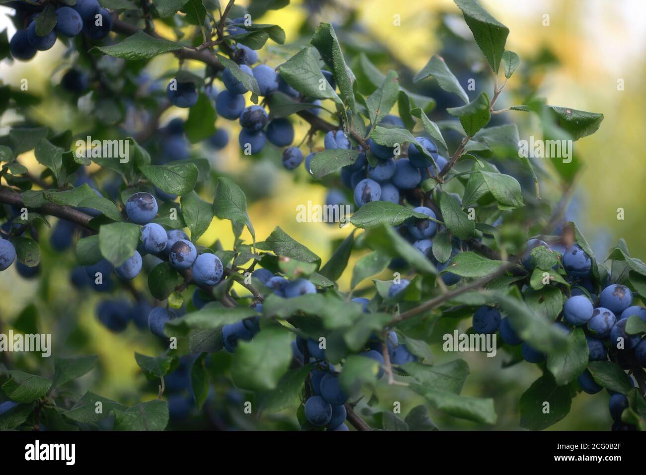 Blue round Fruits of the blackthorn bush. Romantic autumn still life with blackthorn or sloes. Stock Photo