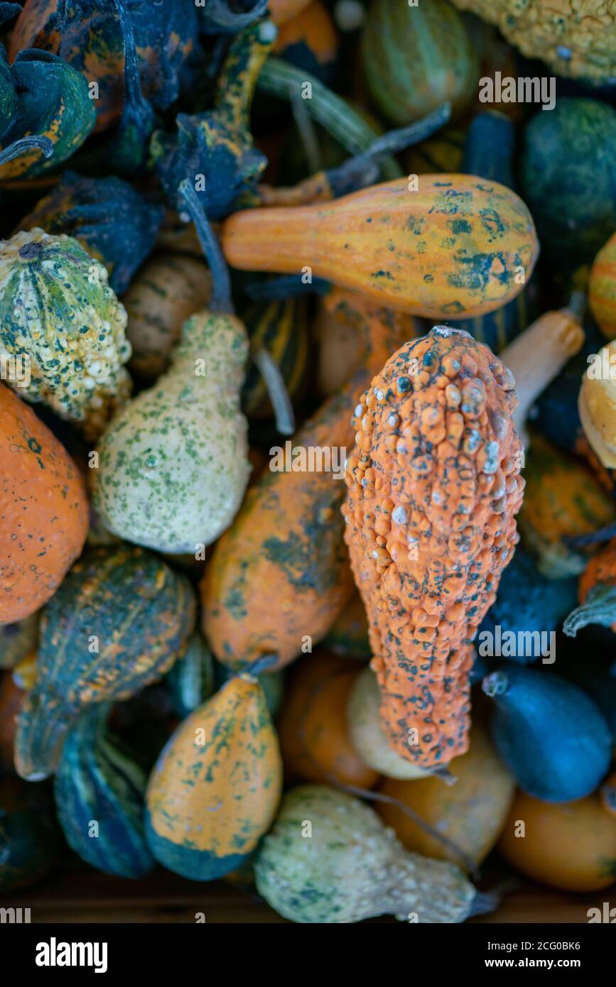 Pumpkins for decoration in different shapes Stock Photo