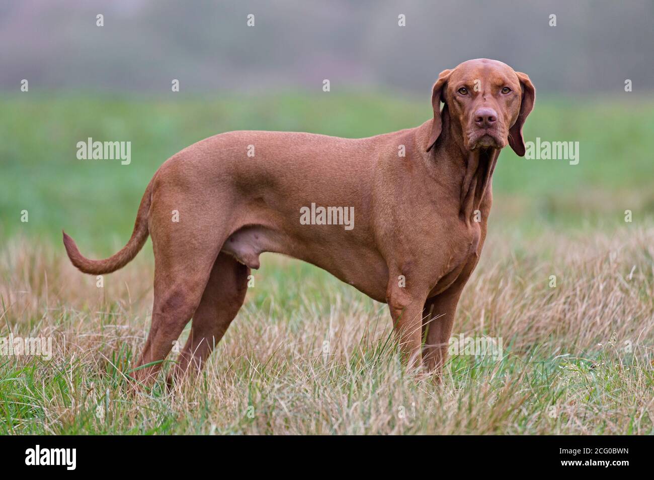 Hungarian Vizsla / Magyar Vizsla, sporting dog breed from Hungary in meadow Stock Photo