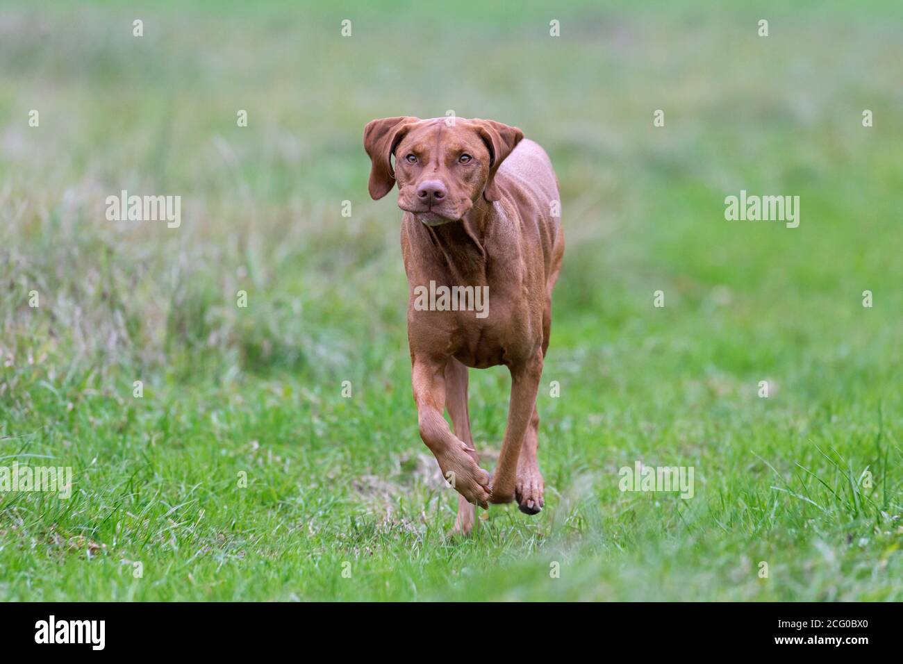 Hungarian Vizsla / Magyar Vizsla, sporting dog breed from Hungary running in meadow Stock Photo