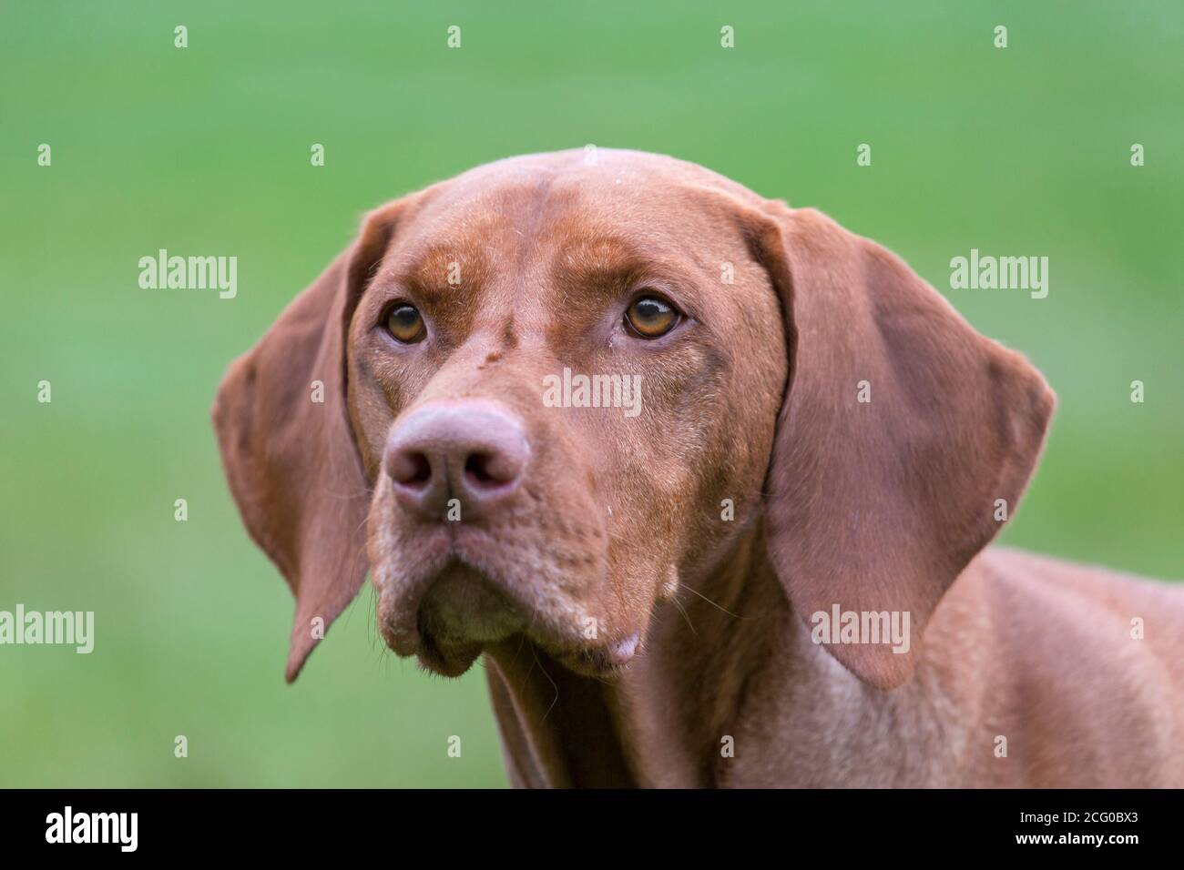 Close-up portrait of Hungarian Vizsla / Magyar Vizsla, sporting dog breed from Hungary in meadow Stock Photo